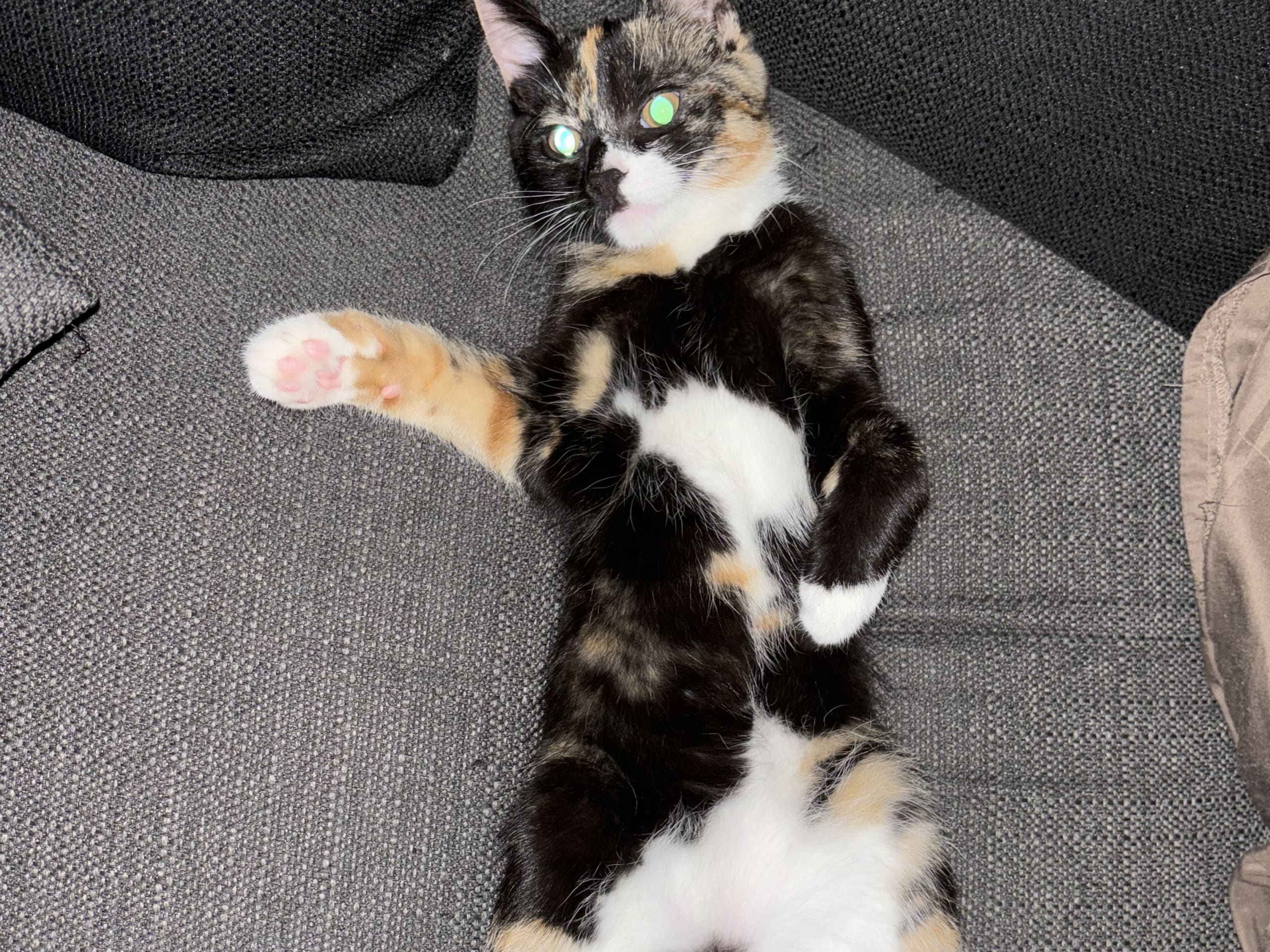 Huskatt · Borås · Nala A.