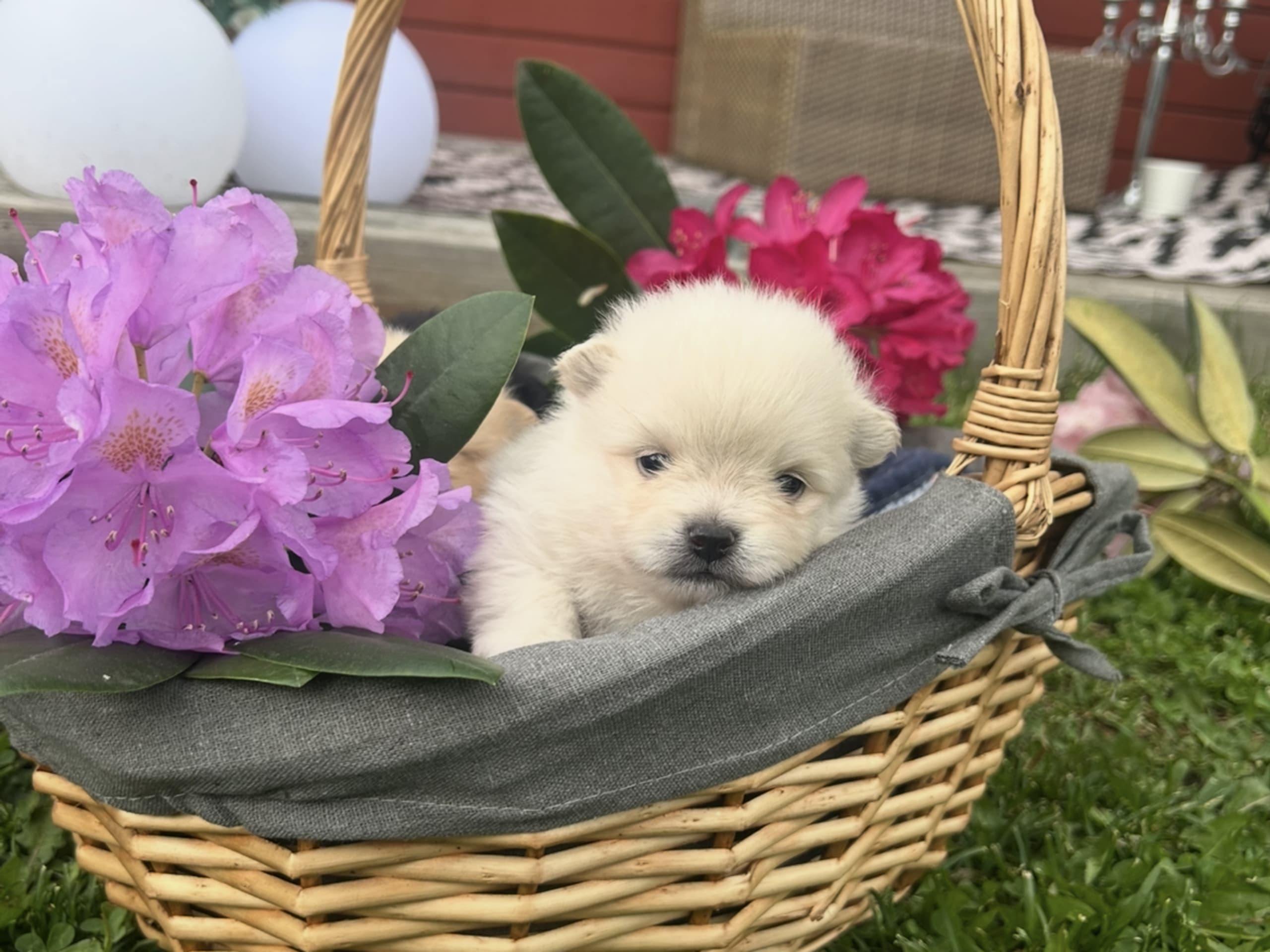 Pomeranian · Västerås · Therese L.