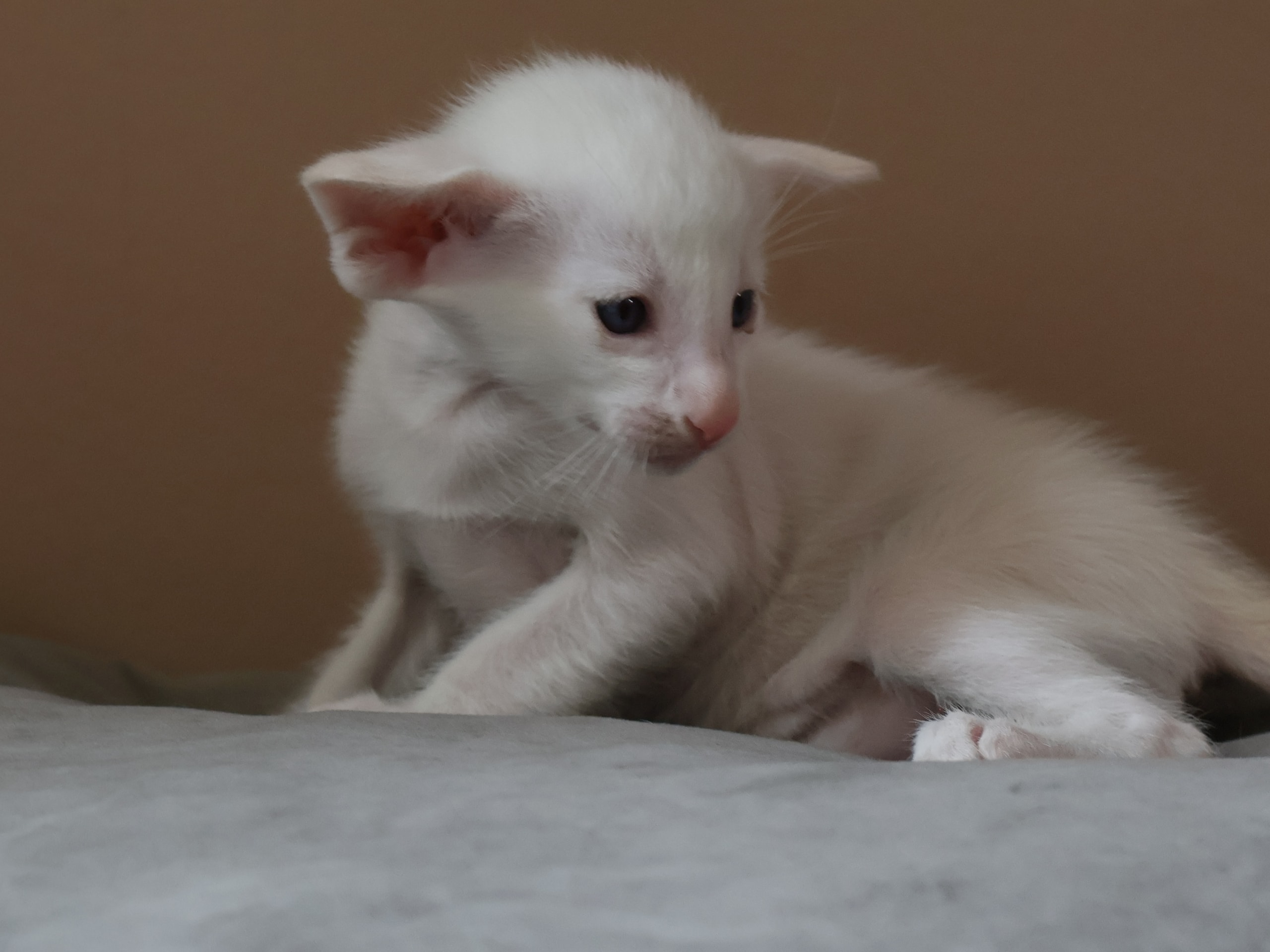 Oriental Short Hair · Storebø · Oriental Adore Cattery
