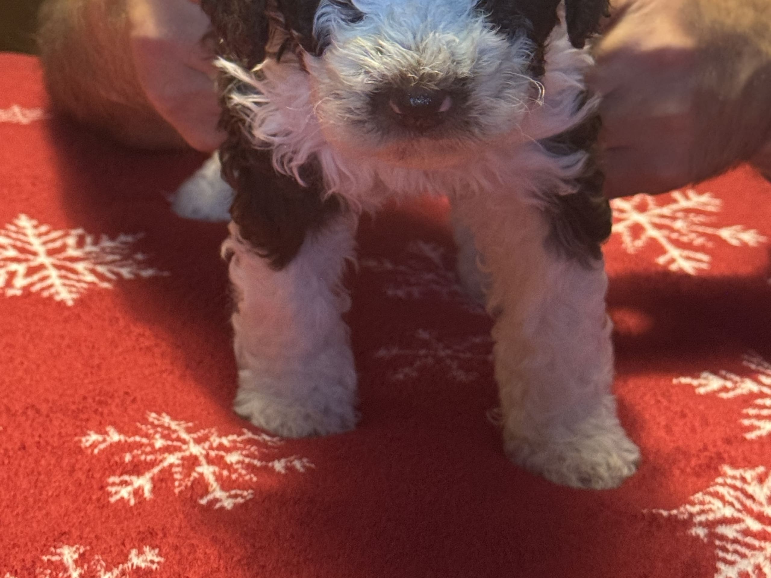 Spanish Water Dog (Perro de Agua Espanol)