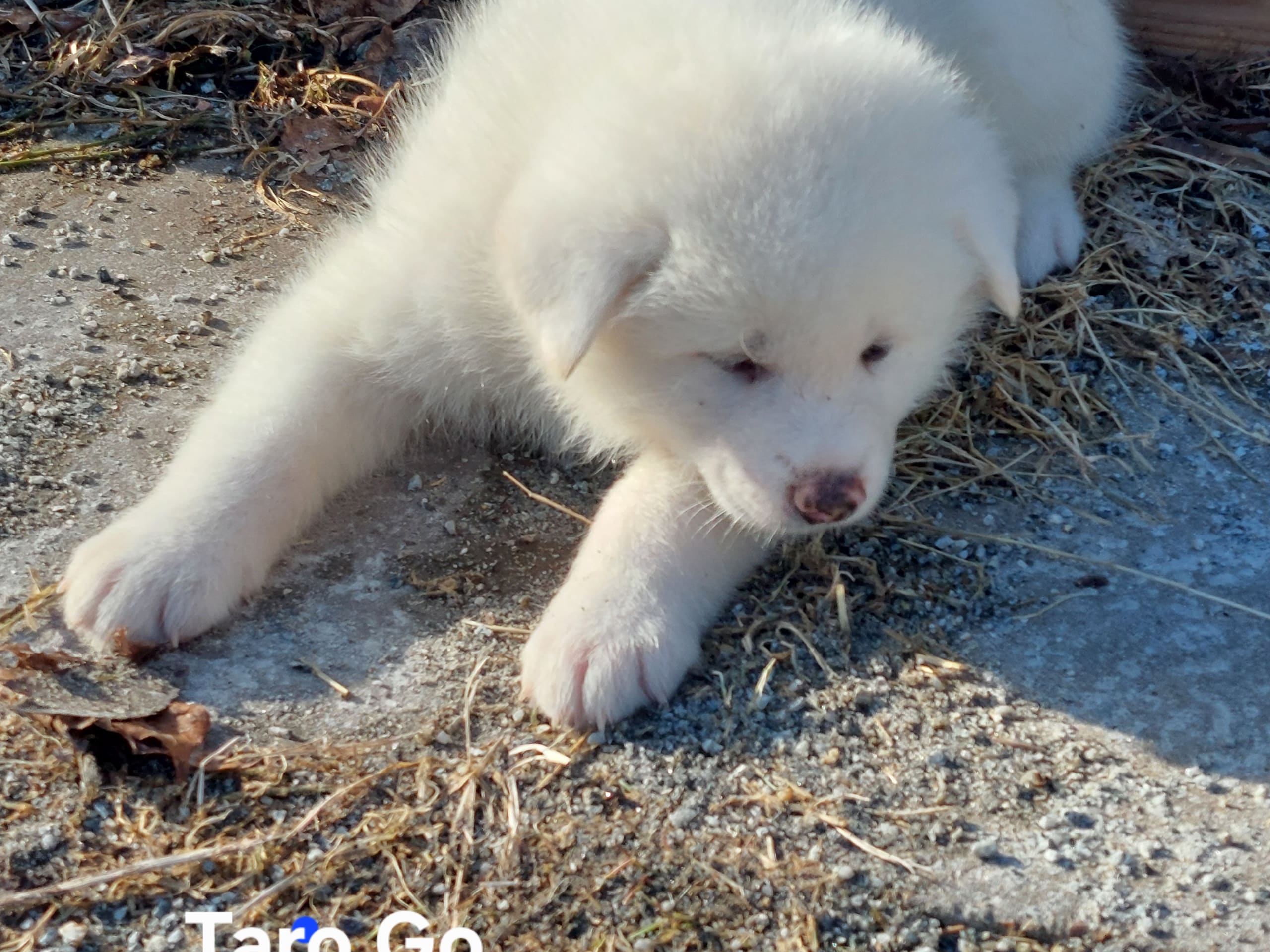 Akita Inu · Dorotea · Krayon's kennel