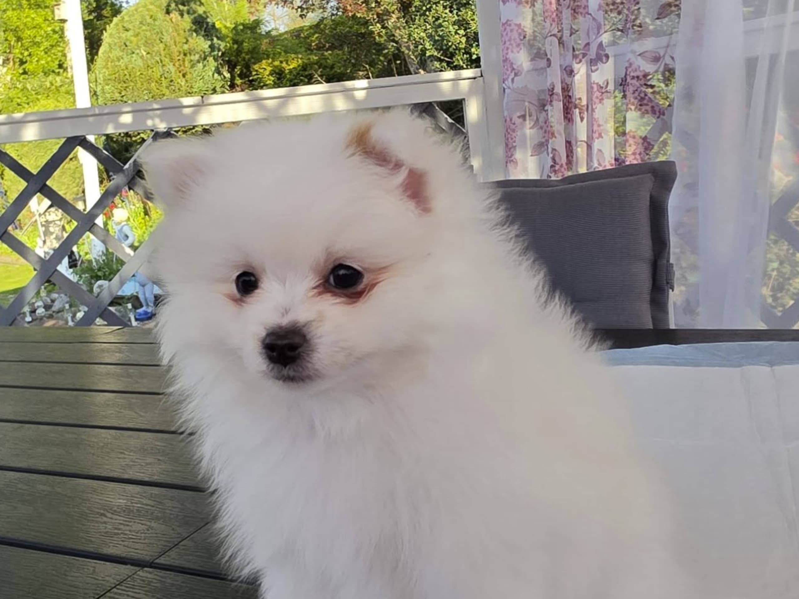 Pomeranian · Billesholm · Björn R.