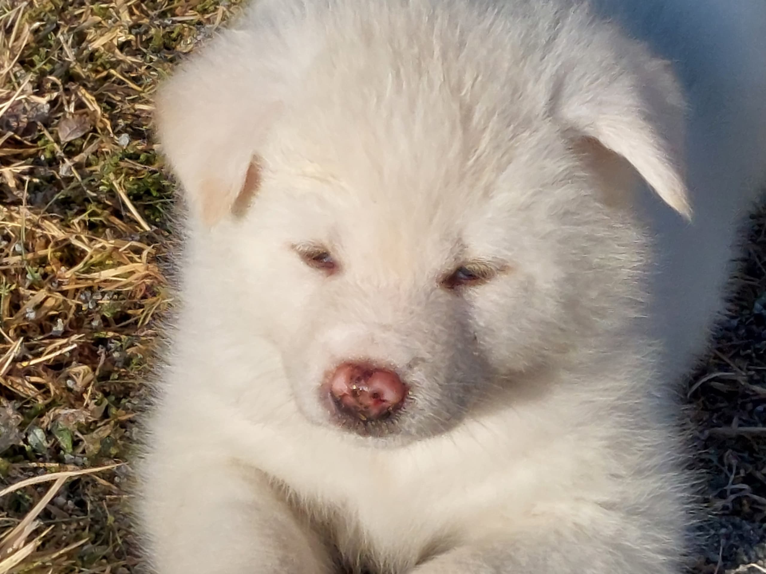 Akita Inu · Dorotea · Krayon's kennel