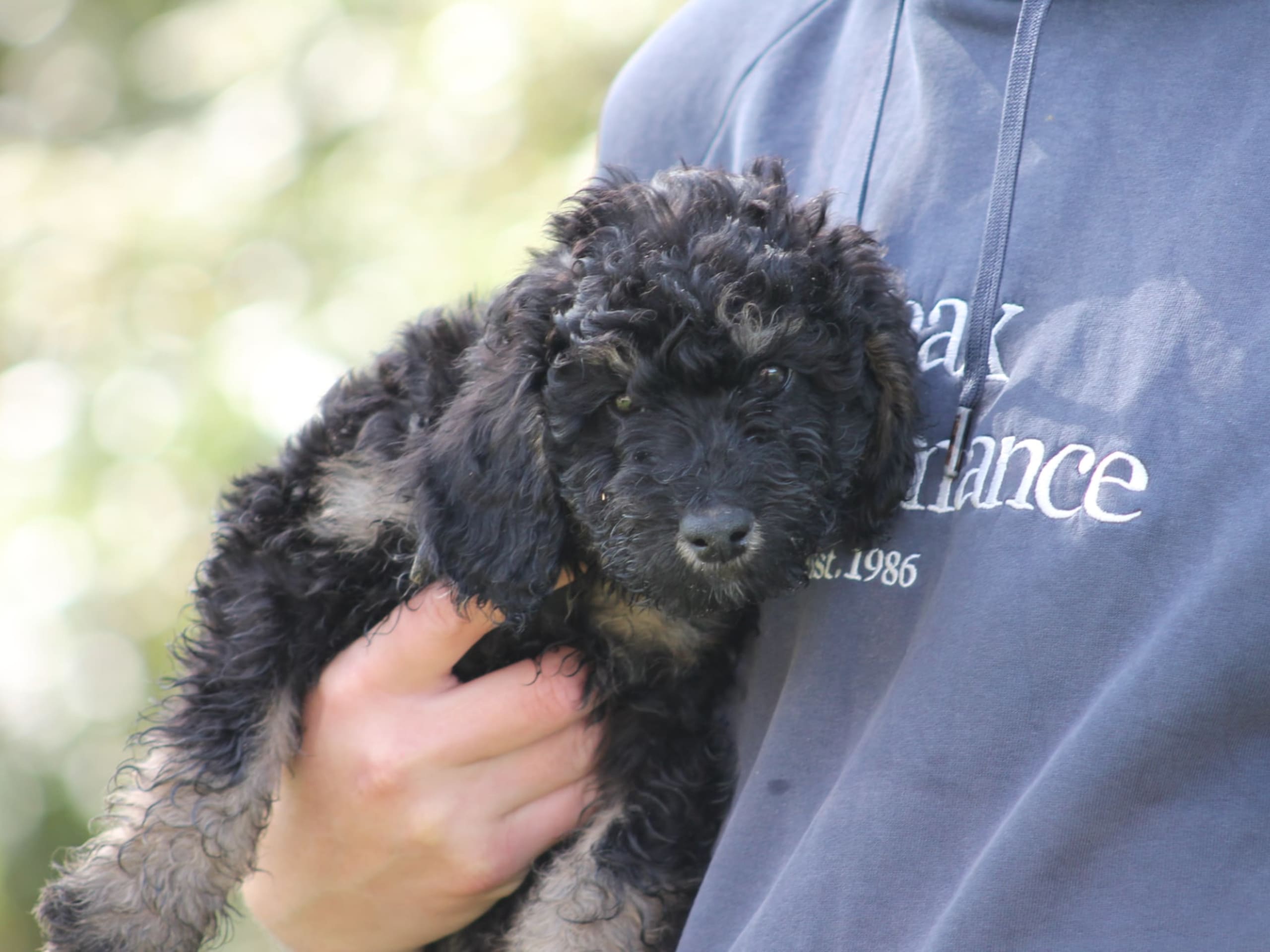 Aussiedoodle · Färgelanda · Nyckelvattnets