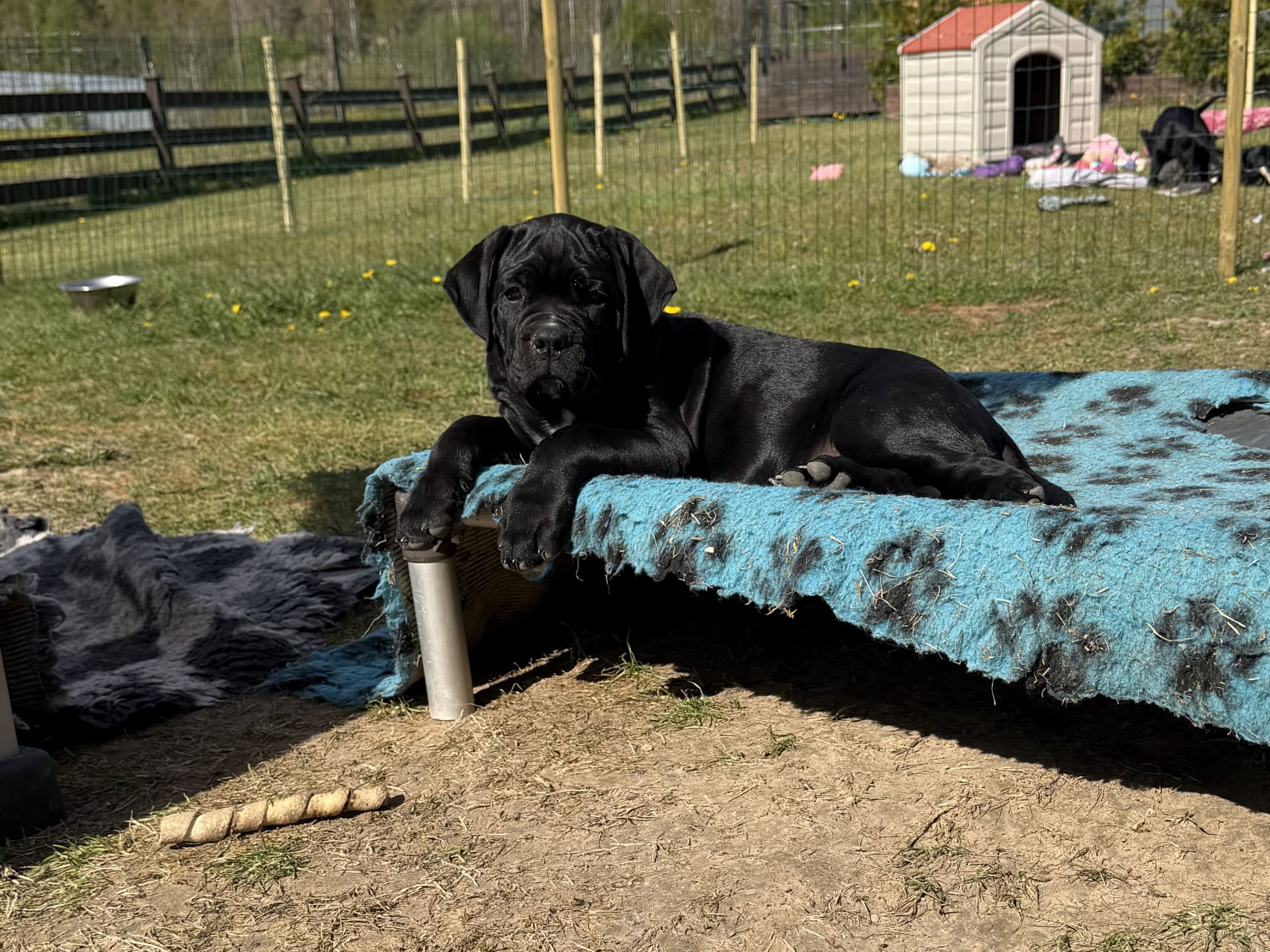 Cane corso · Norra Sorunda · Red Boss
