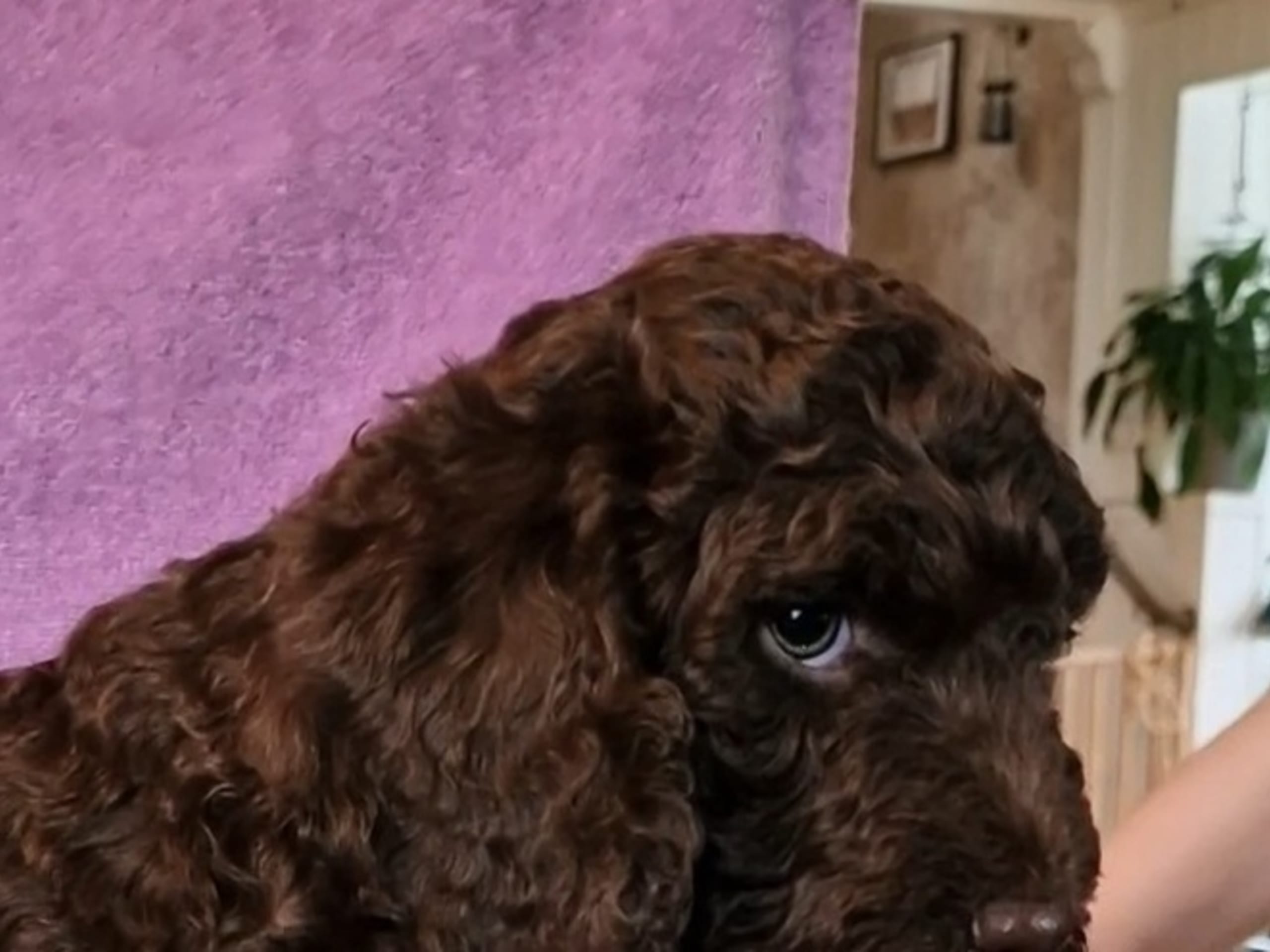 Spanish Water Dog (Perro de Agua Espanol)