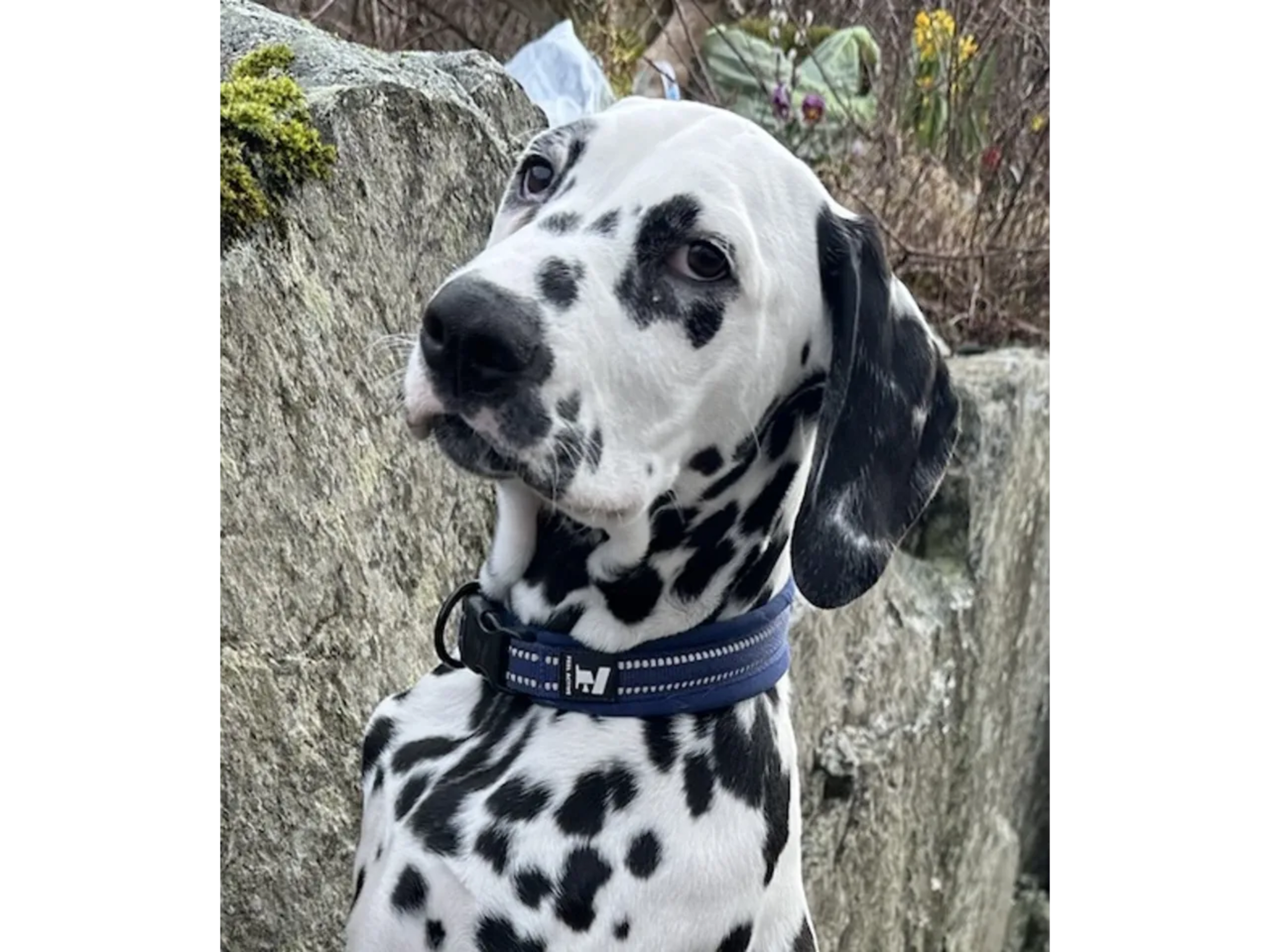 Dalmatian · Frekhaug · Kennel Shospot