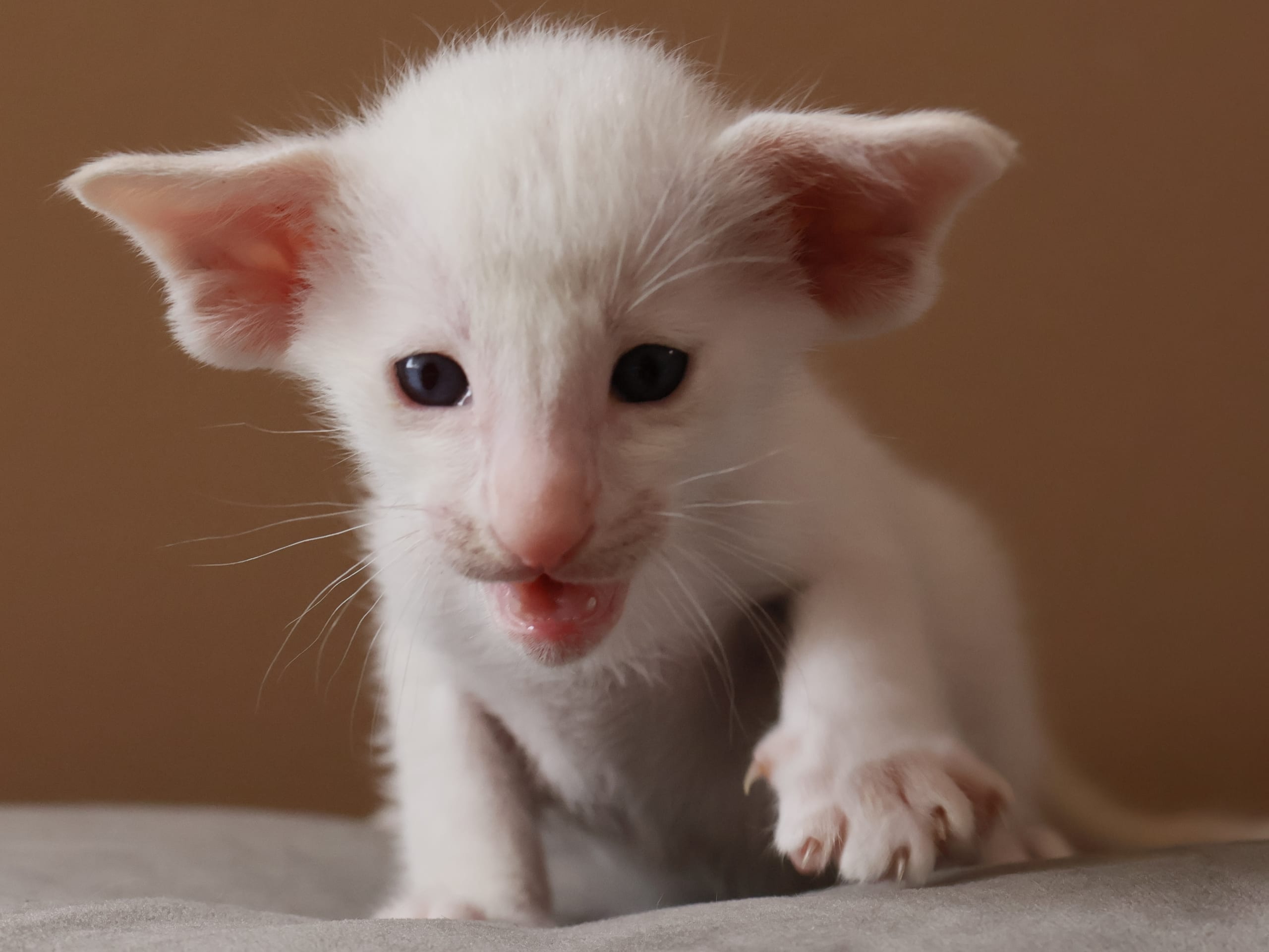Oriental Short Hair · Storebø · Oriental Adore Cattery