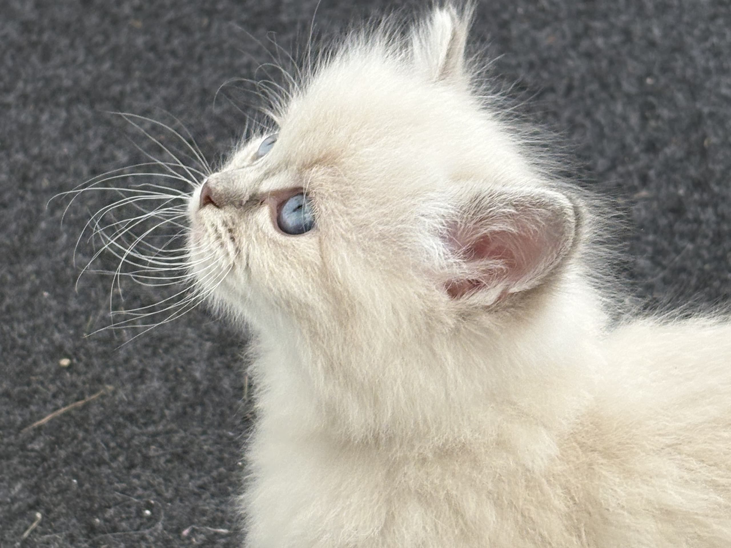 Ragdoll