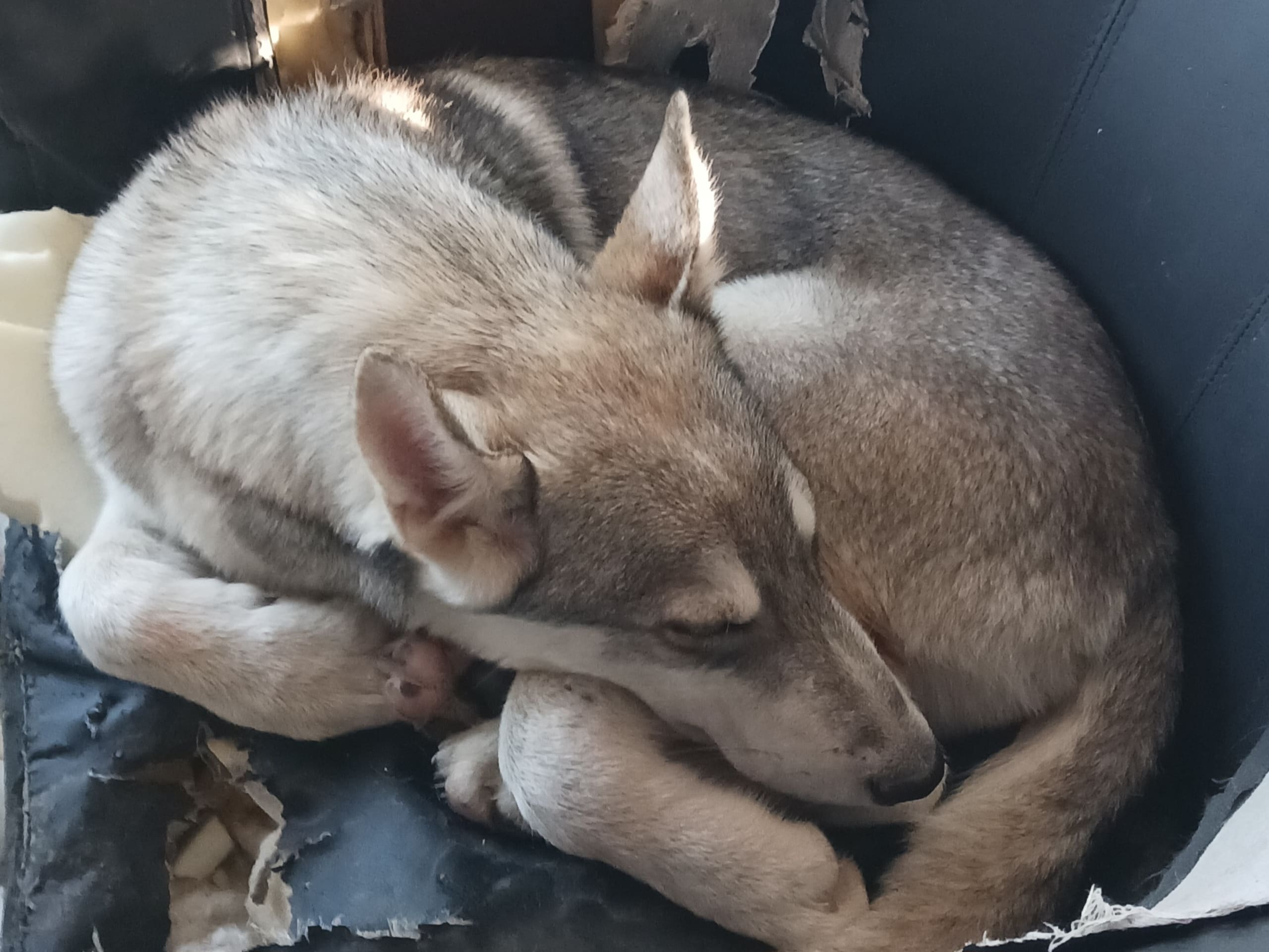 Blandras husky-schäfer · Sollefteå · Kenneth J.