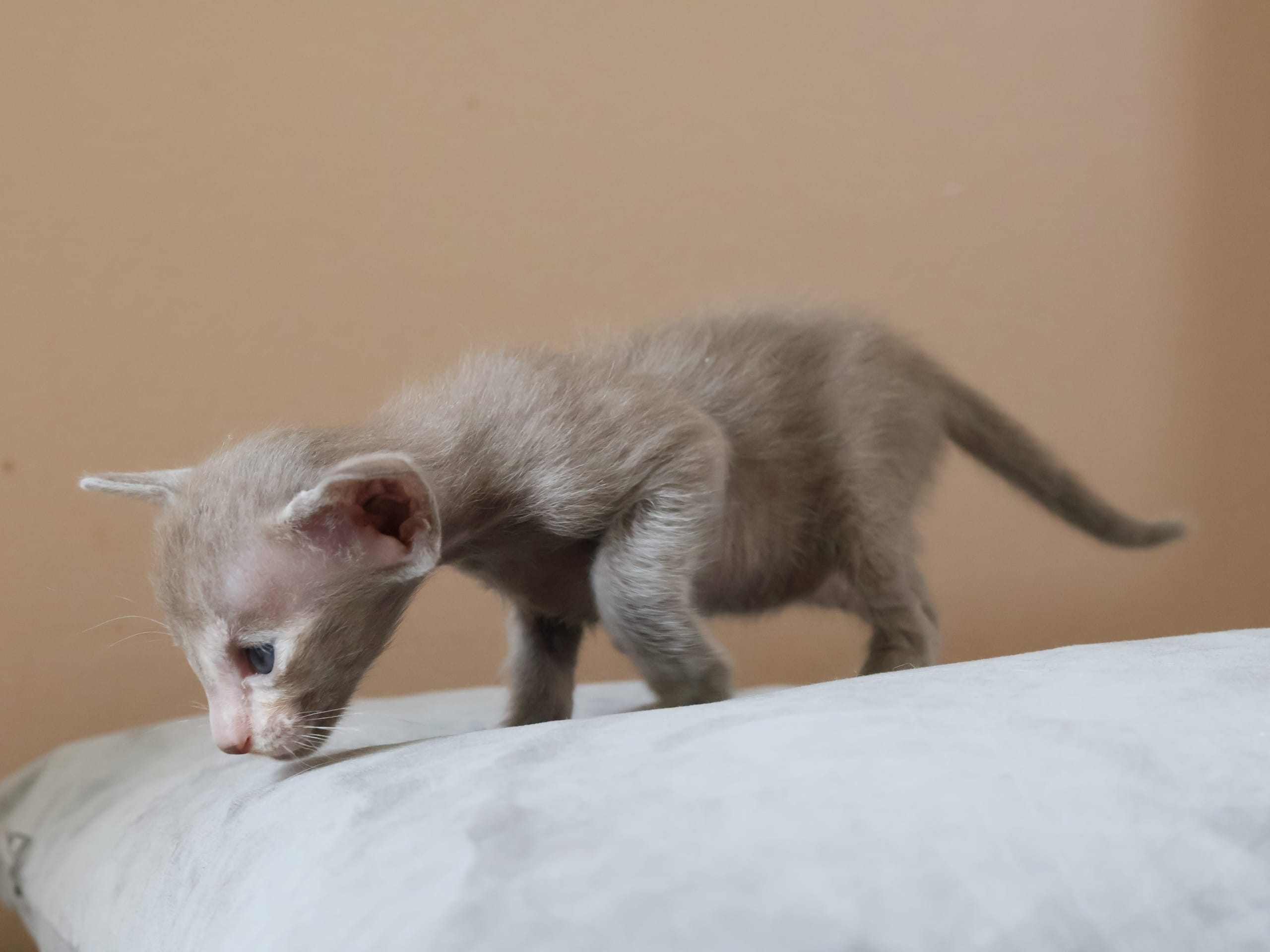 Oriental Short Hair · Storebø · Oriental Adore Cattery