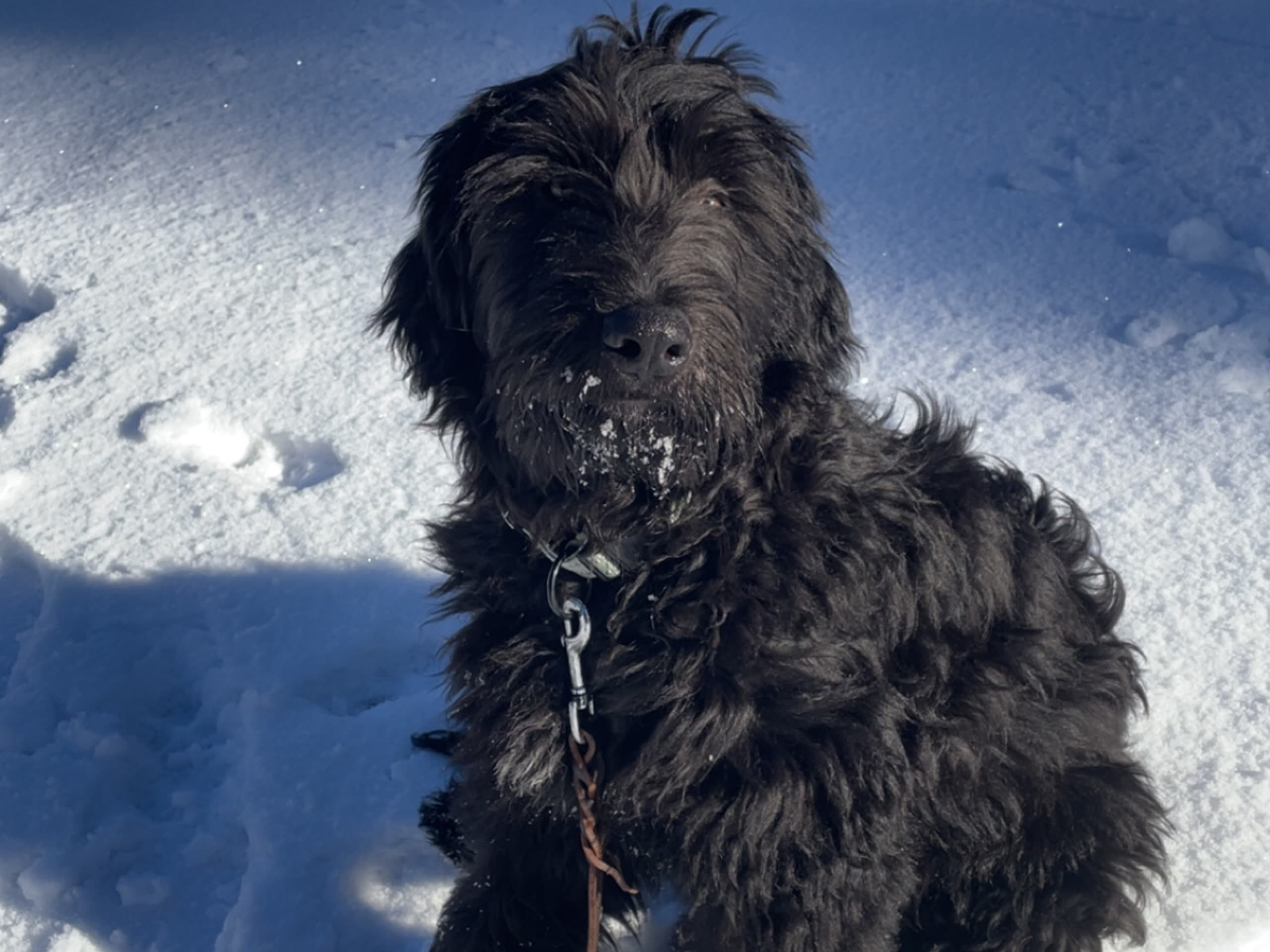 Bergamasco · Gävle · Saga F.