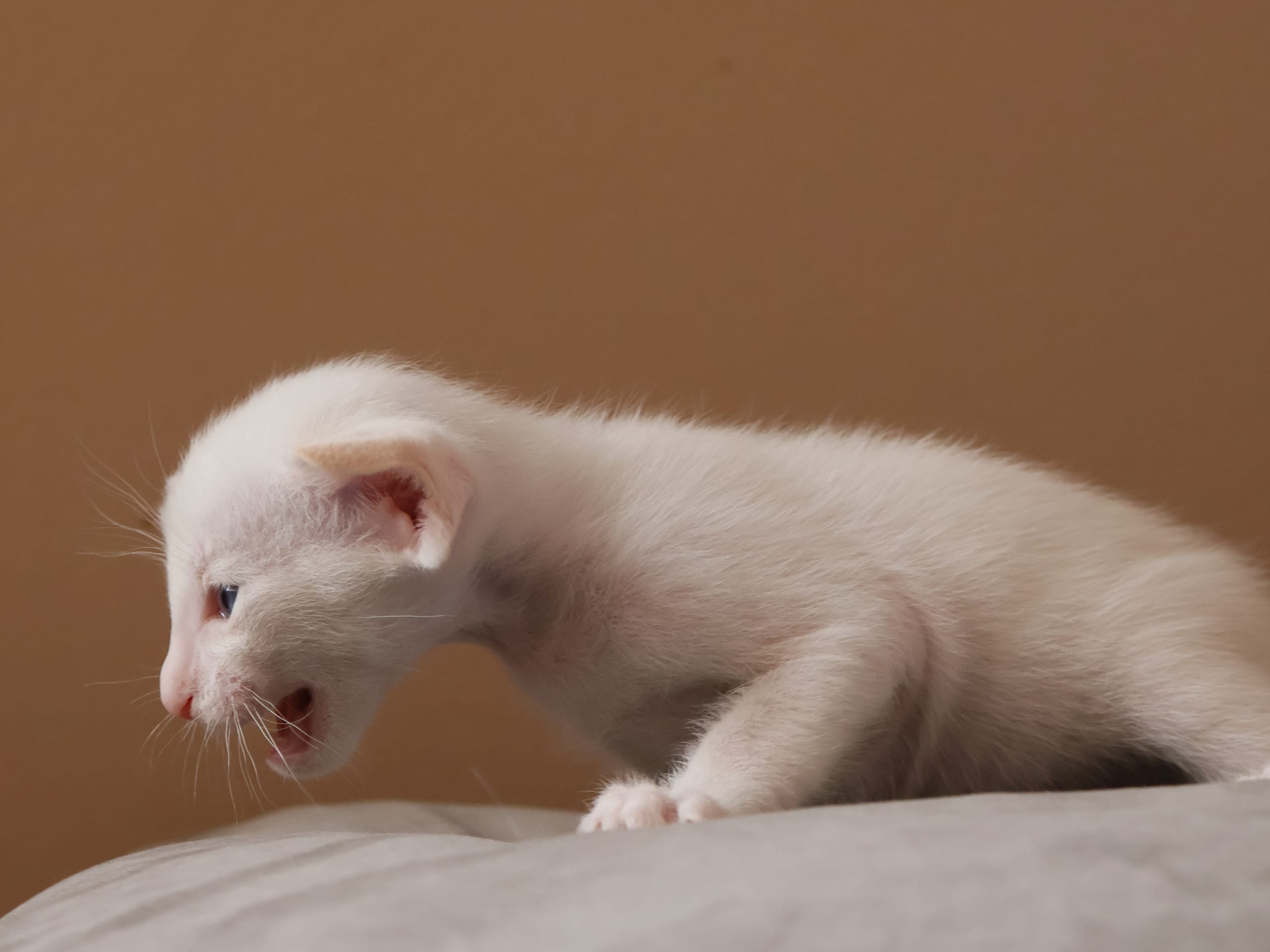 Oriental Short Hair · Storebø · Oriental Adore Cattery
