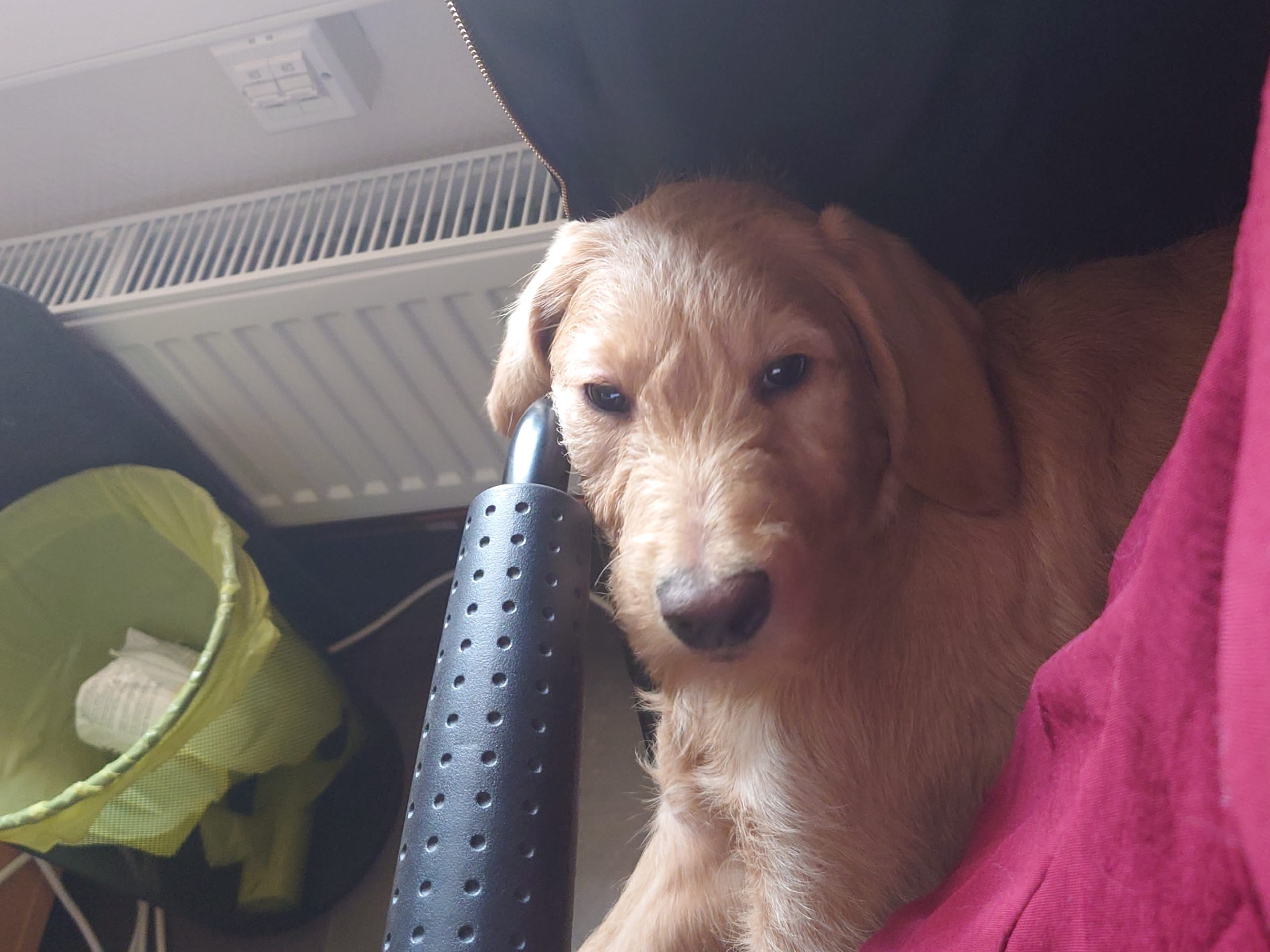 Labradoodle · Alingsås · Emelie L.