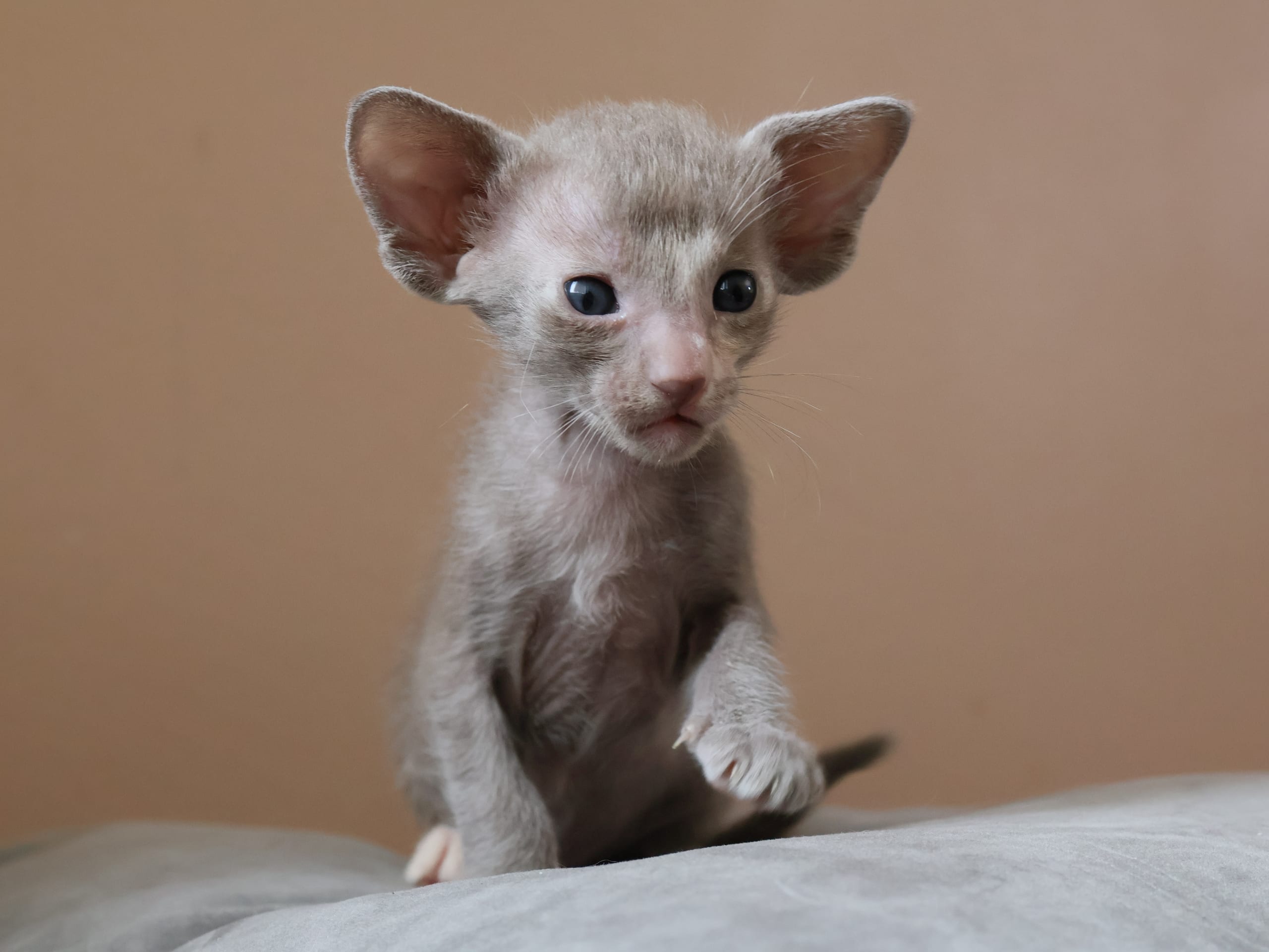 Oriental Short Hair · Storebø · Oriental Adore Cattery