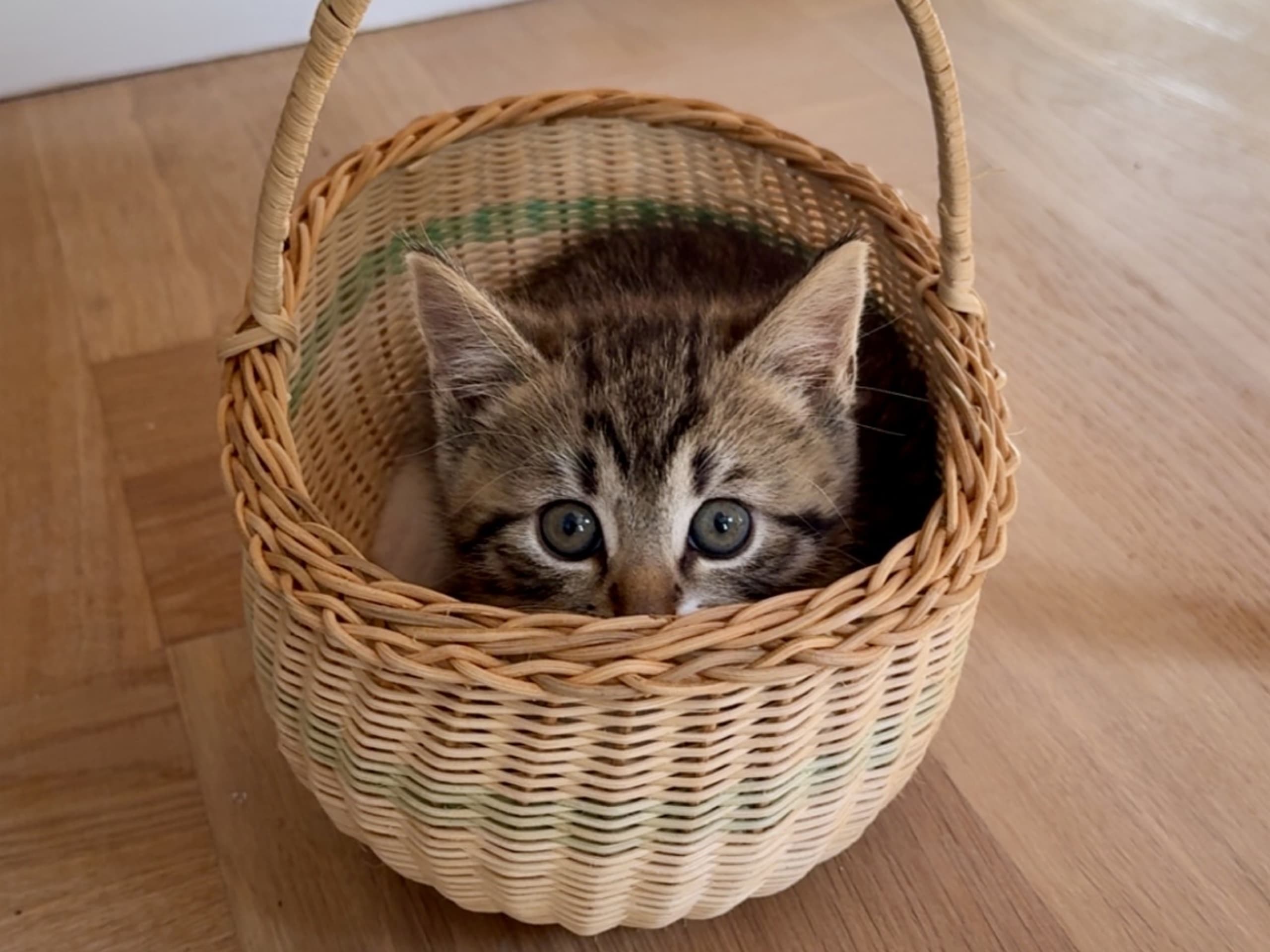 Tabby · Vimmerby · Bonnie H.