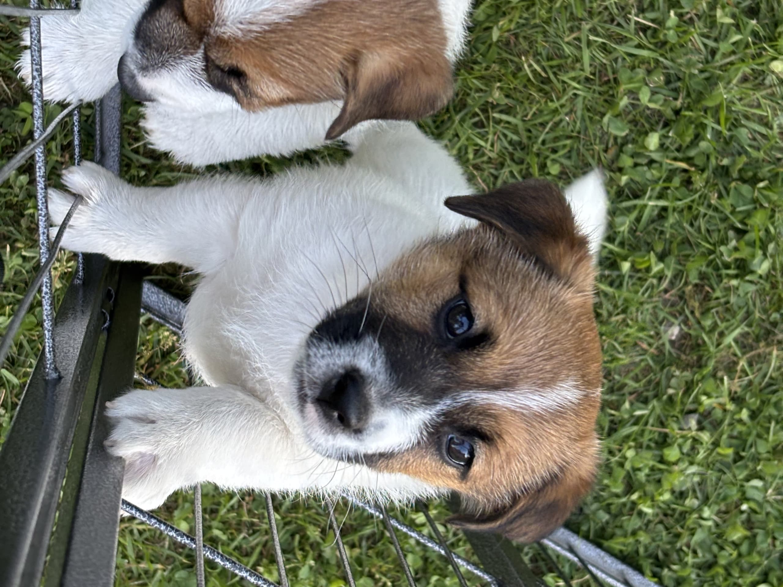 Jack russell terrier · Hållsta · Team Oldenburgs