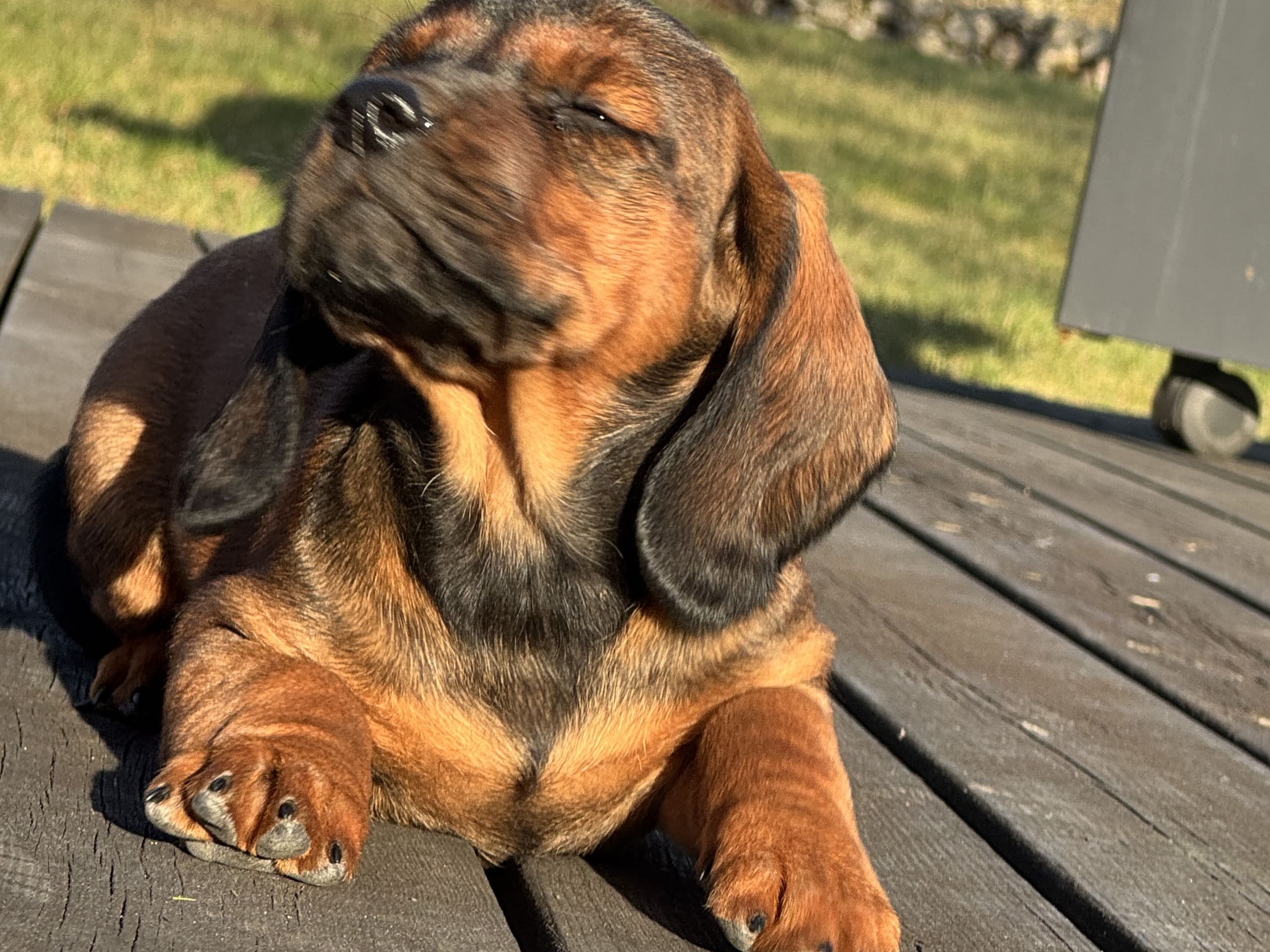 Alpine Dachsbracke · Tibro · Karlsberg Bracke Kennel