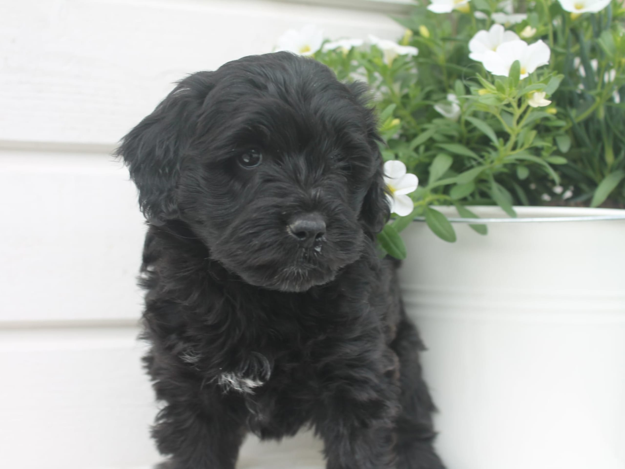 Aussiedoodle · Färgelanda · Nyckelvattnets