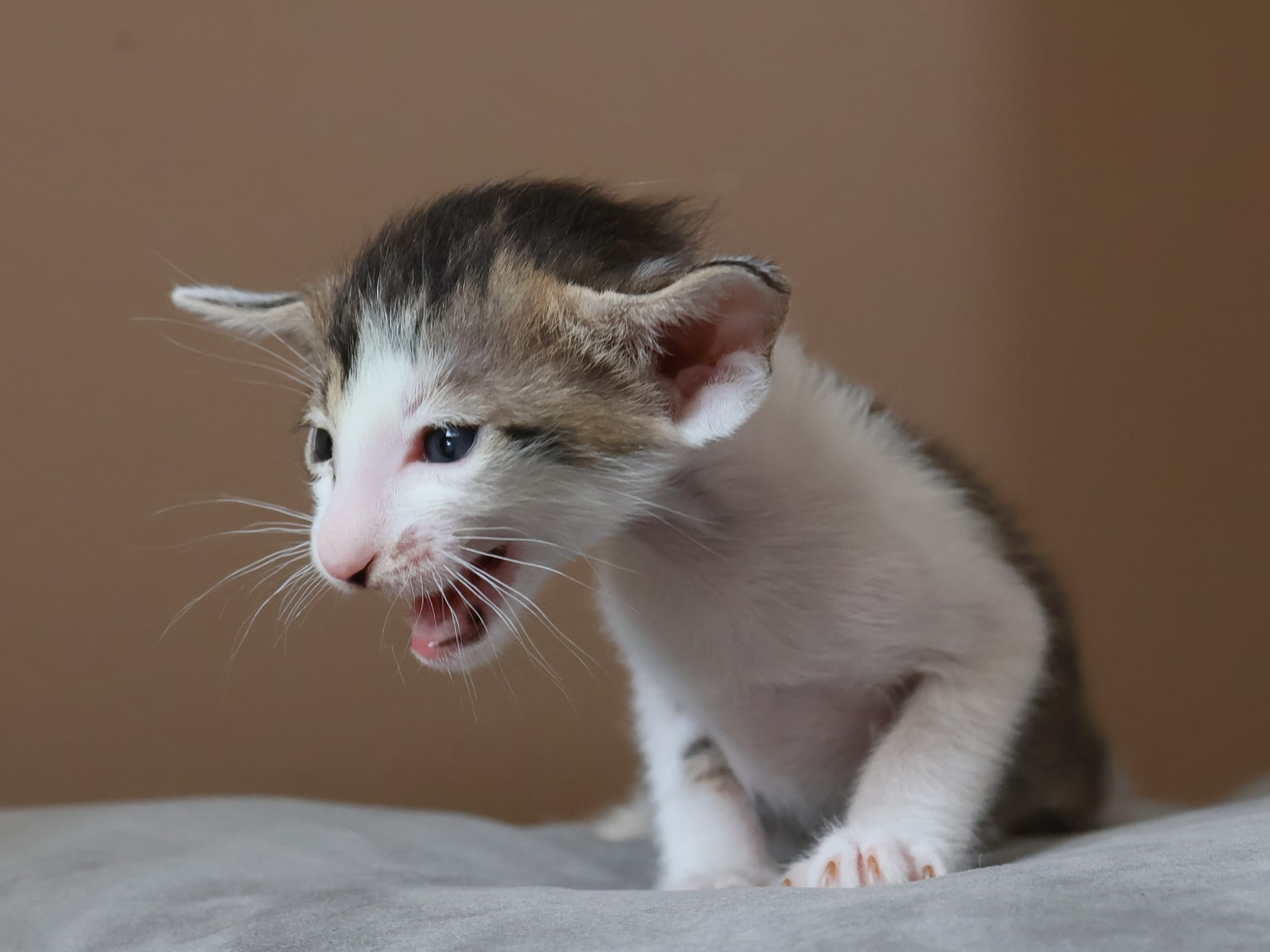 Oriental Short Hair · Storebø · Oriental Adore Cattery