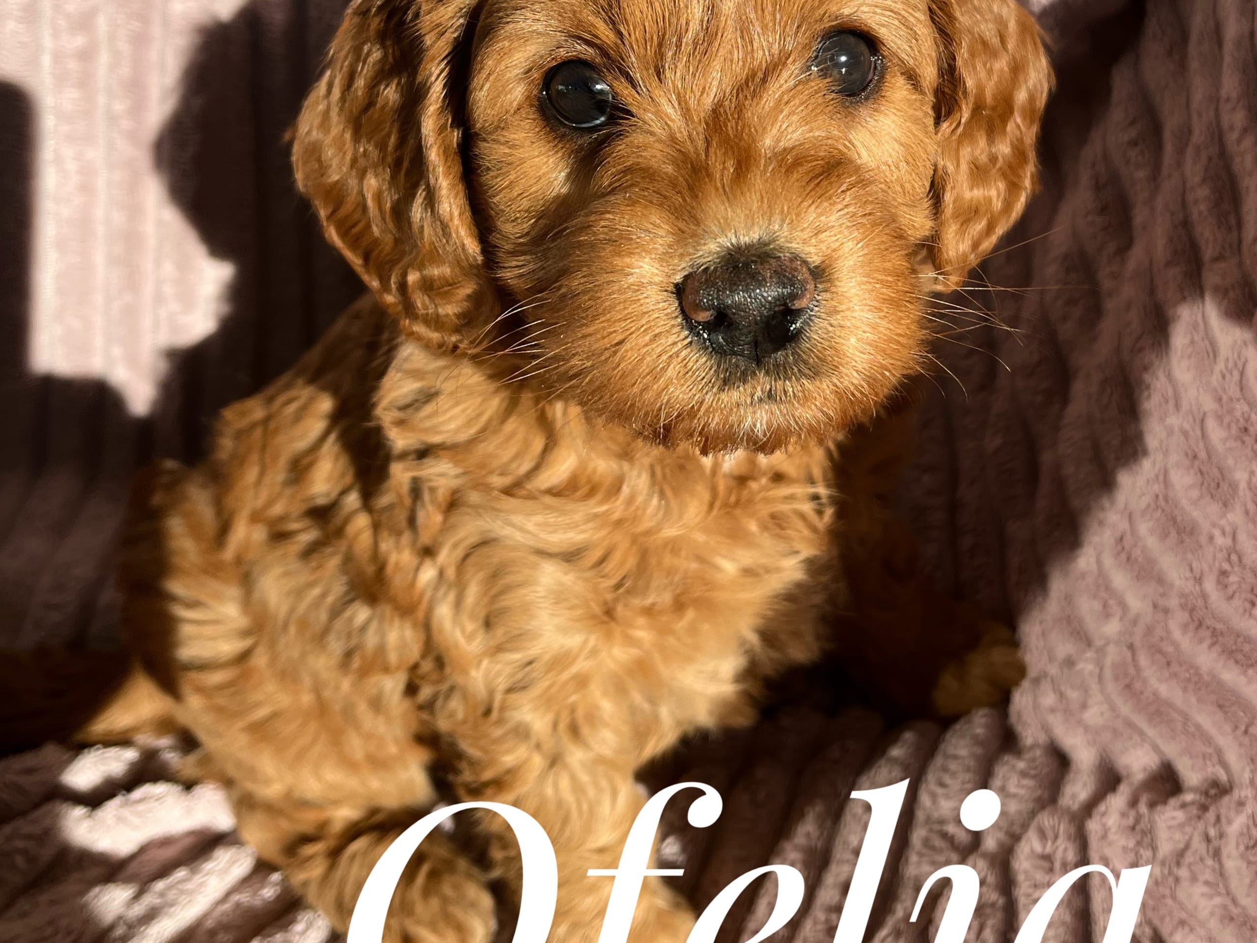 Mulltigenerations Labradoodle · Höör · Estersdoodlar