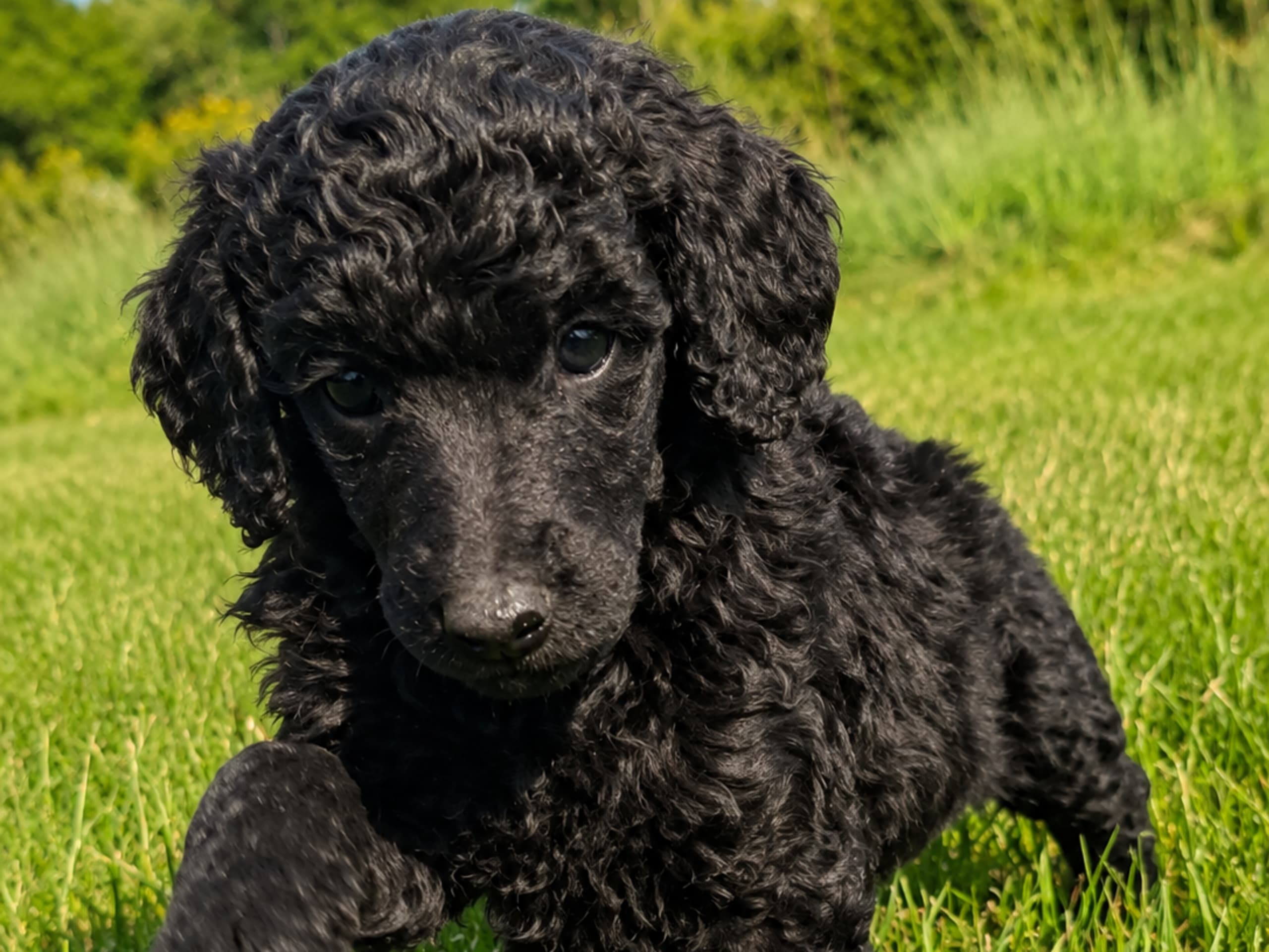 Standard Poodle · Uddevalla · Angelica Östling