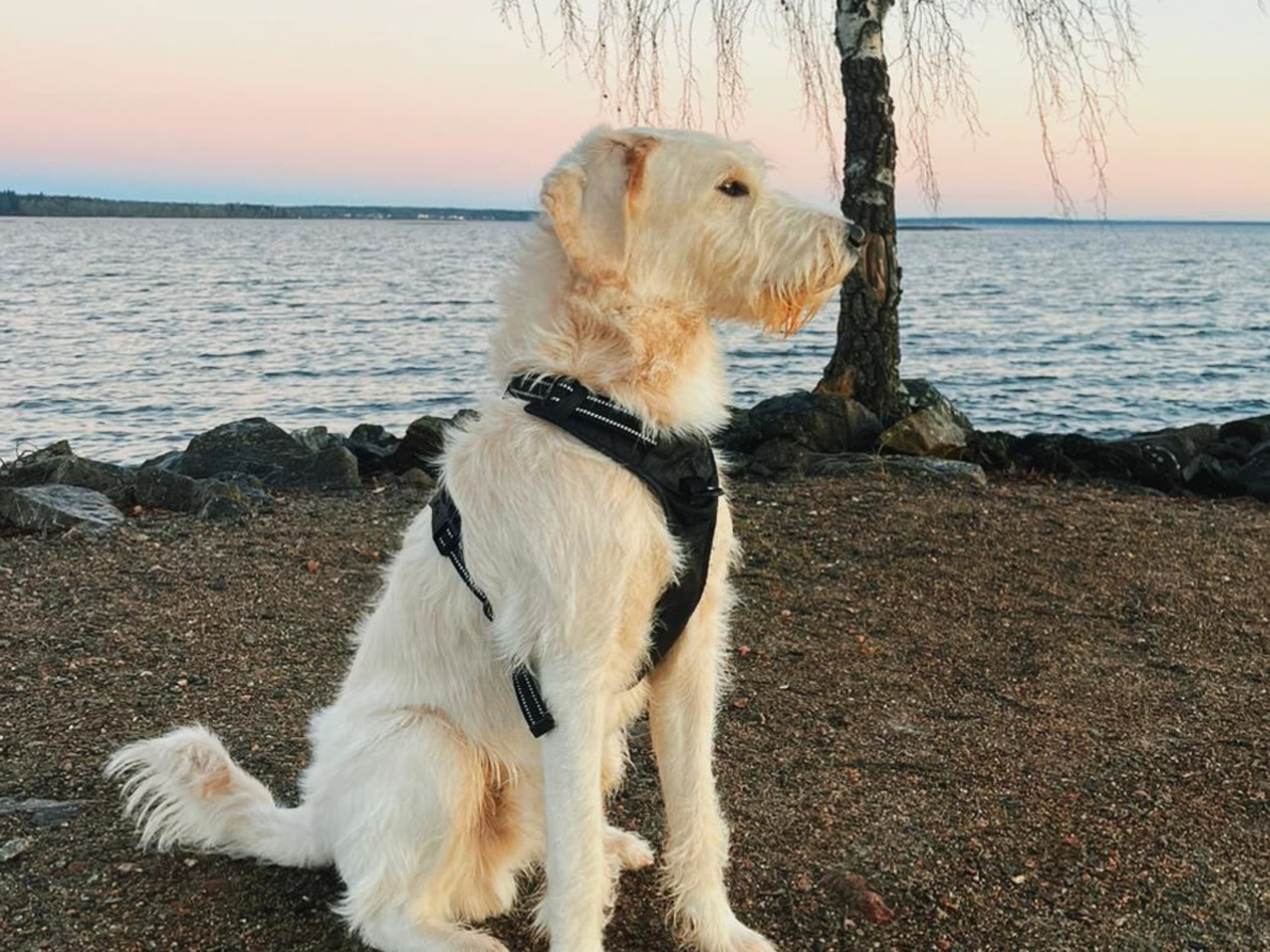 Labradoodle