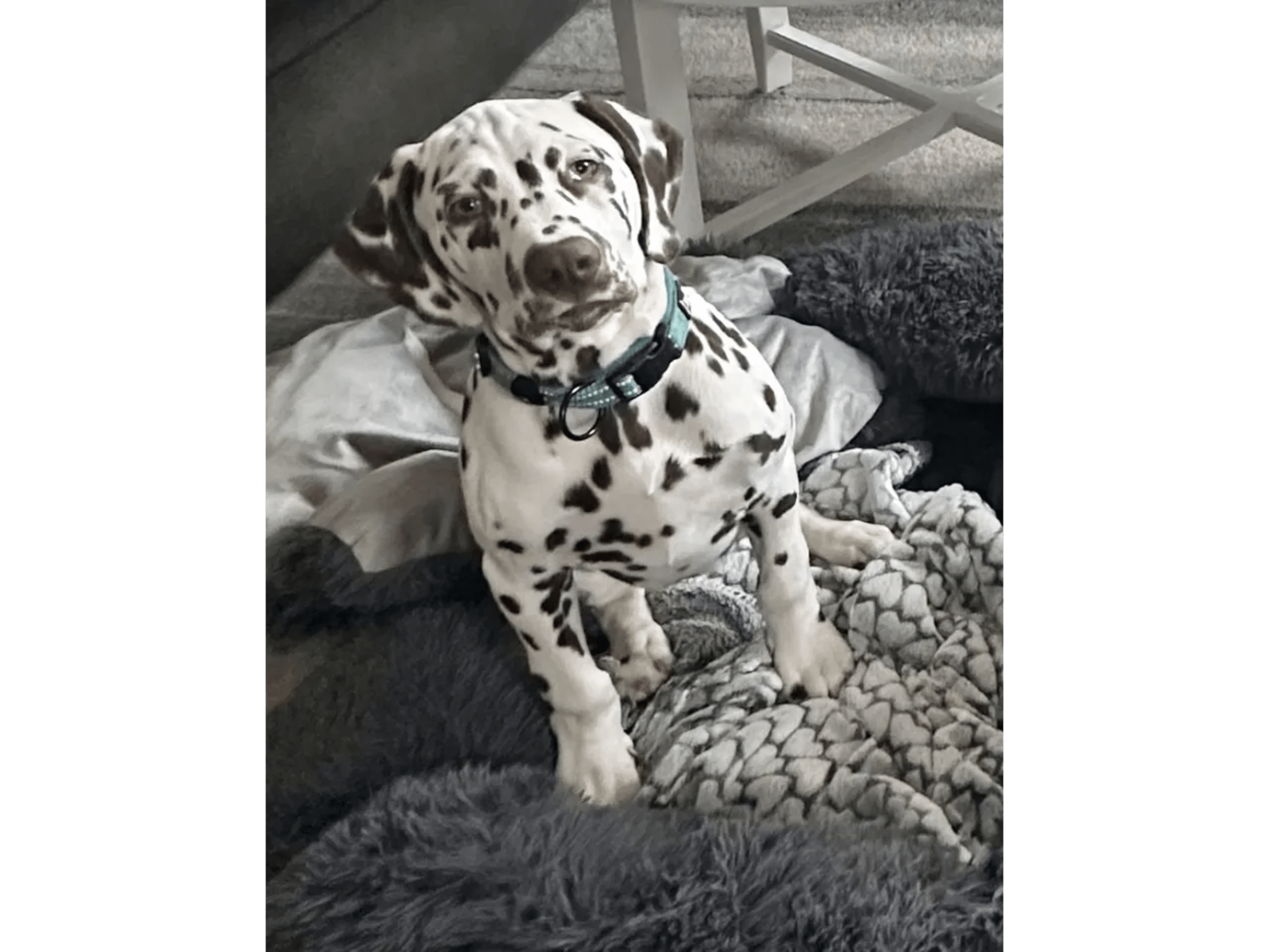 Dalmatian · Frekhaug · Kennel Shospot