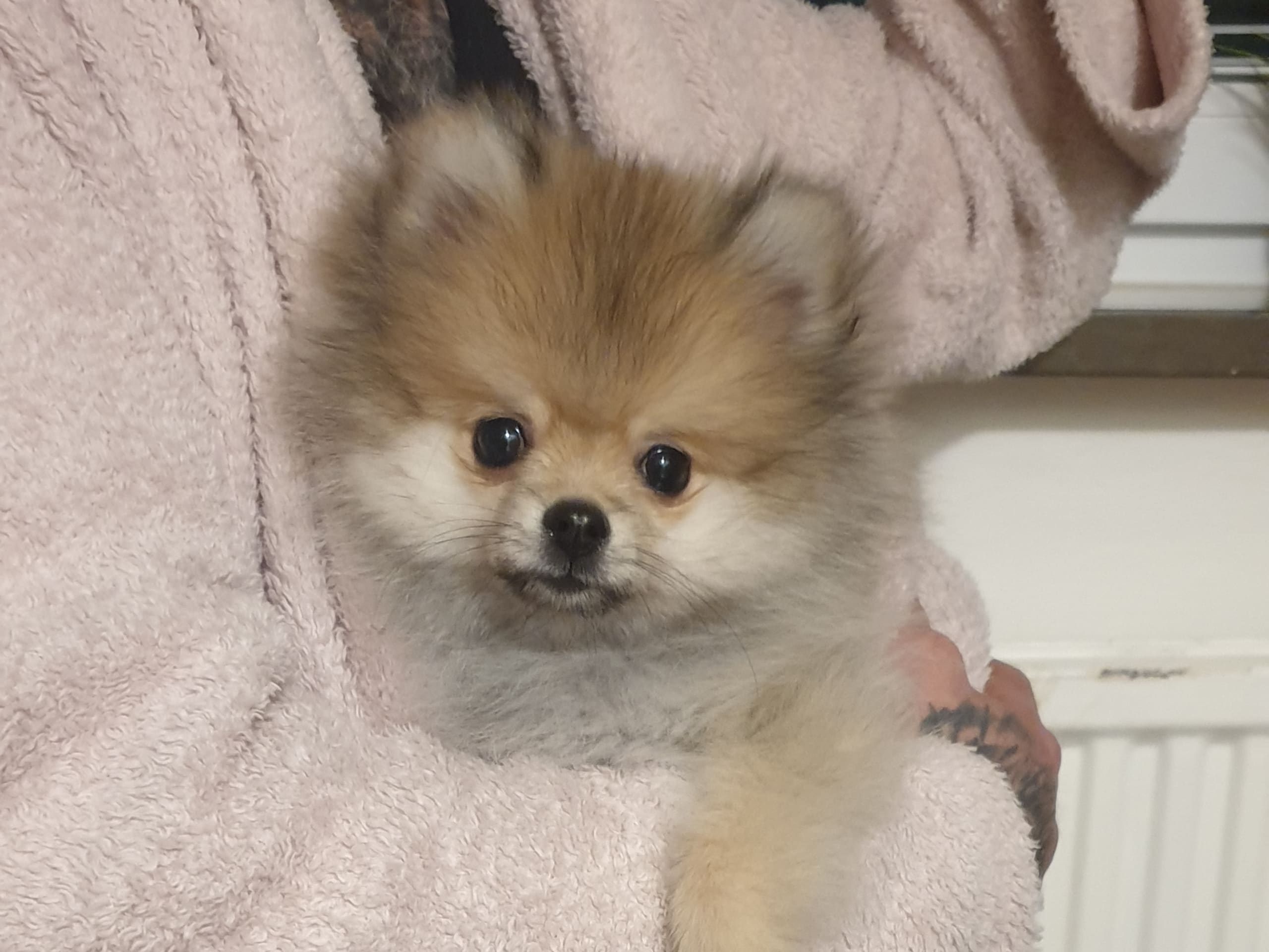 Pomeranian · Malmö · Bisera B.