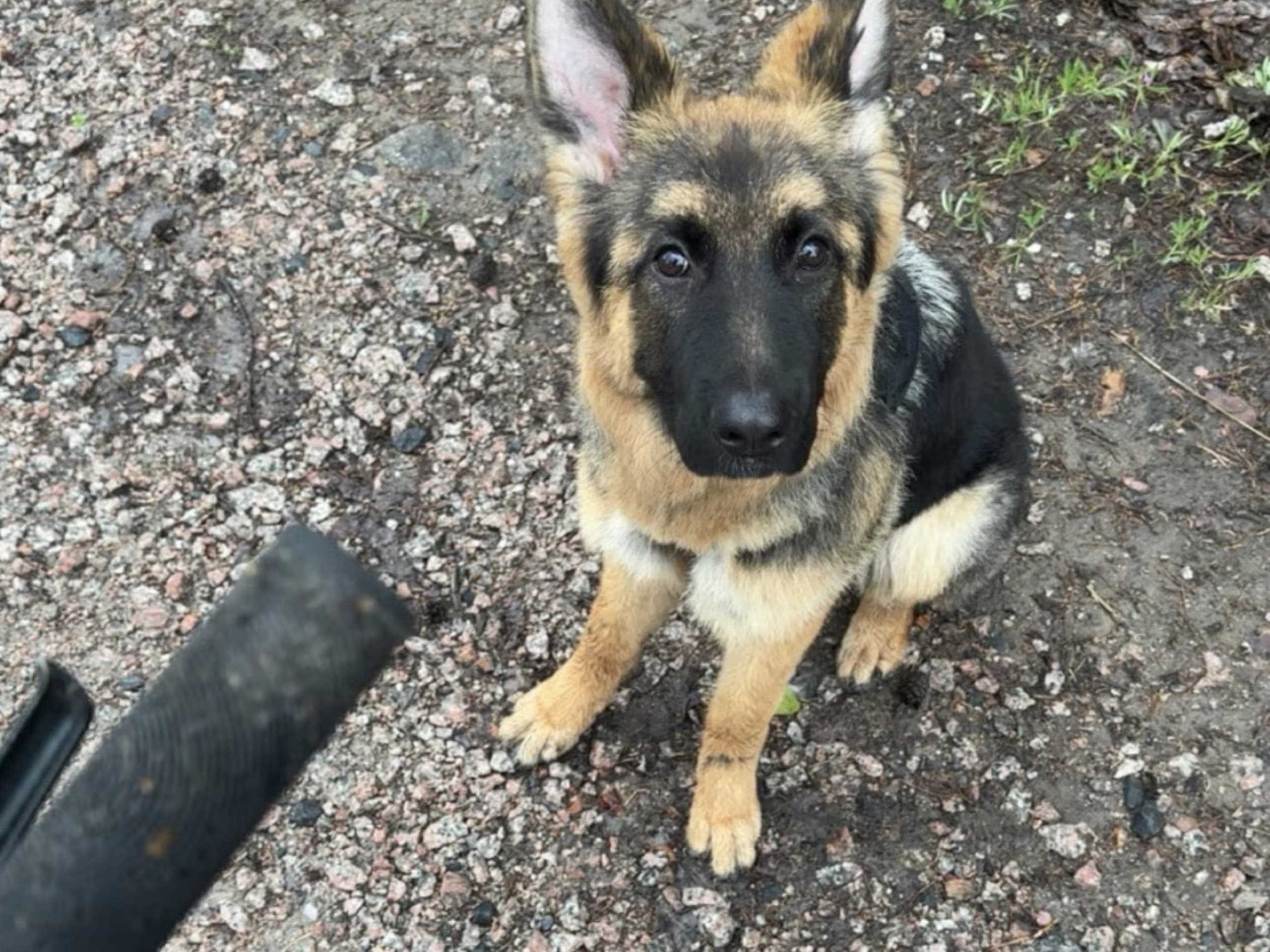 Tysk Schäferhund · Vittinge · Estridh S.