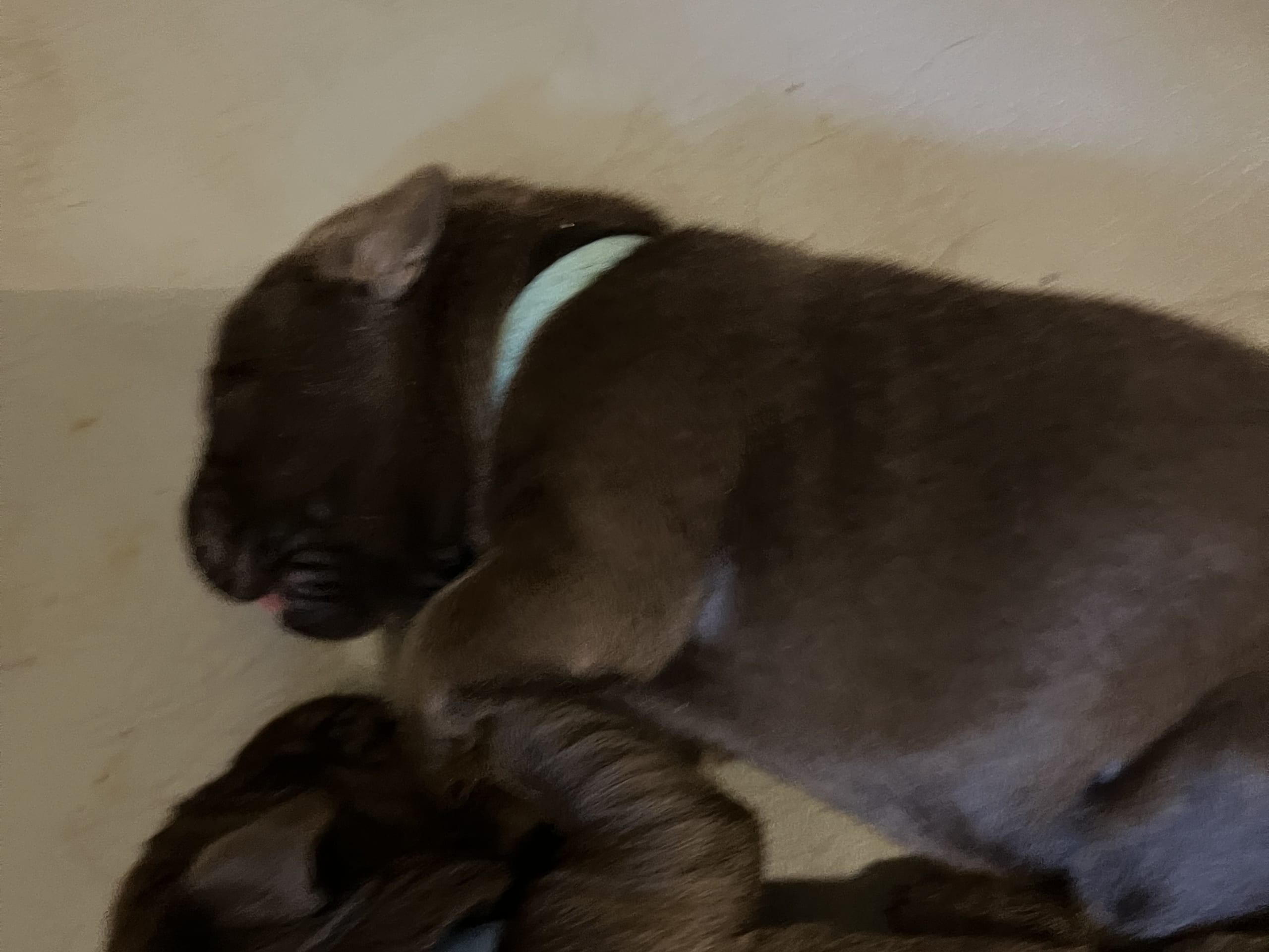 Labrador Retriever · Mariestad · Värmdö kennel