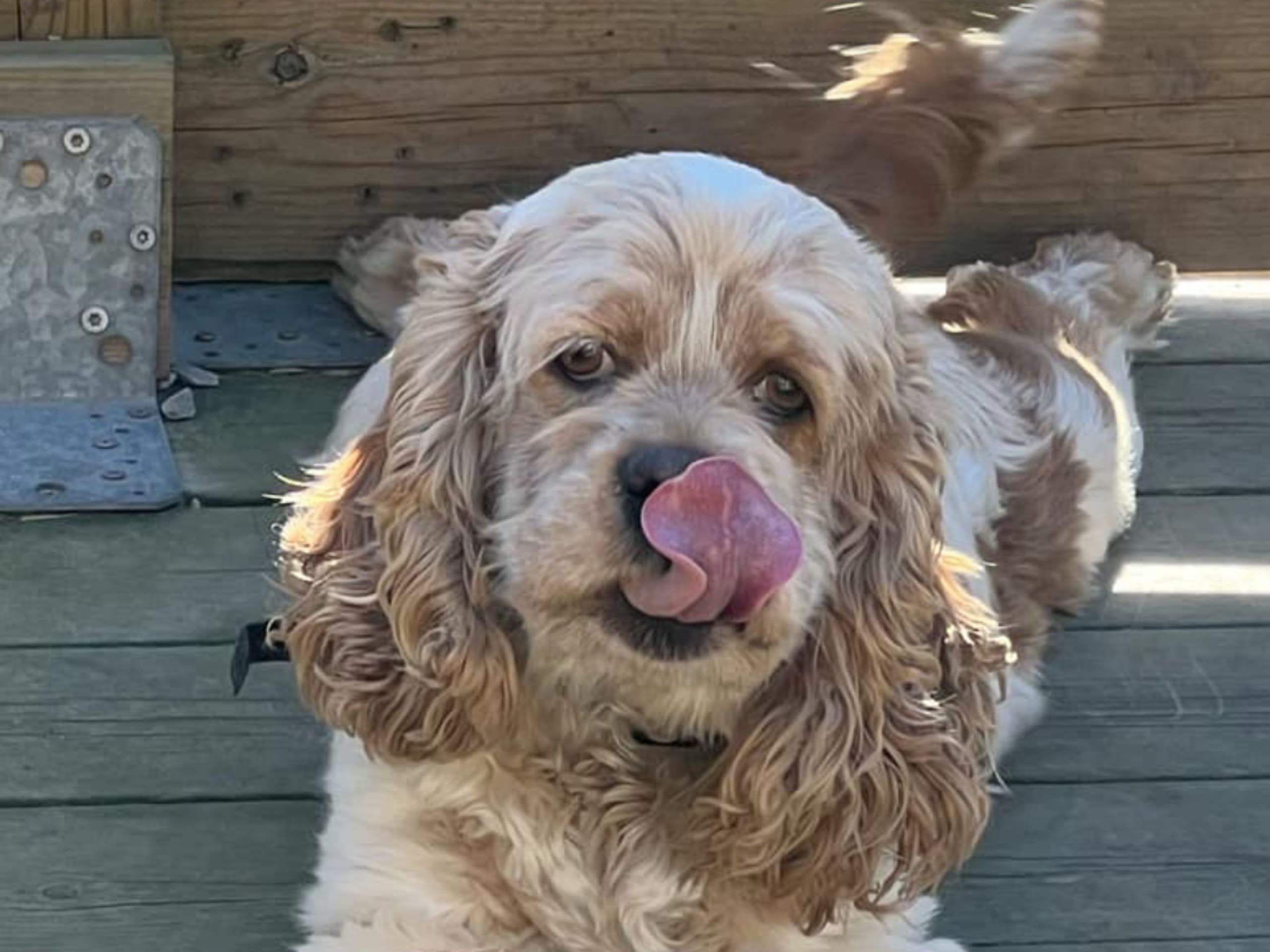American Cocker Spaniel