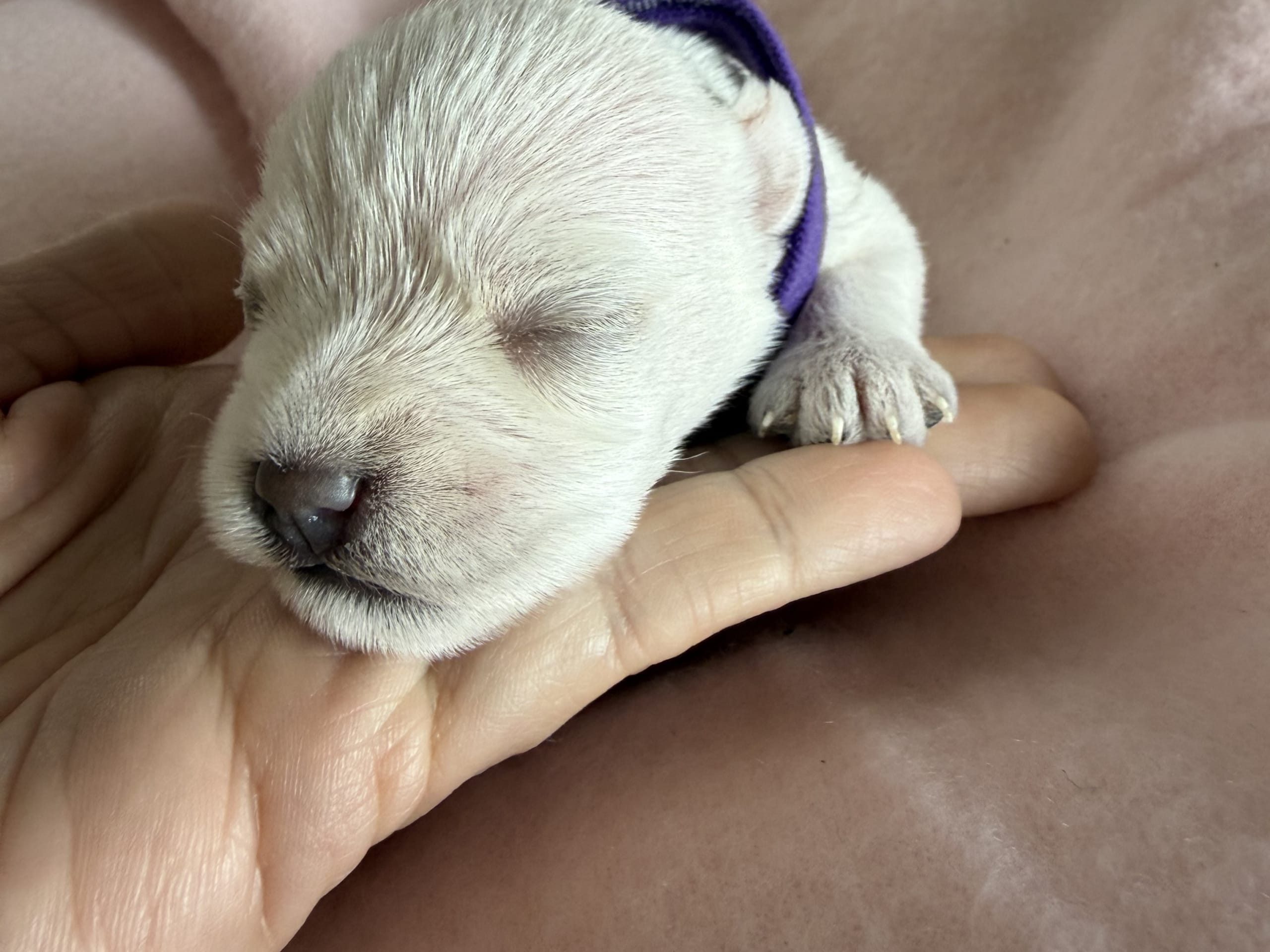 Miniature Schnauzer · Vara · Snowie Shine’s Kennel