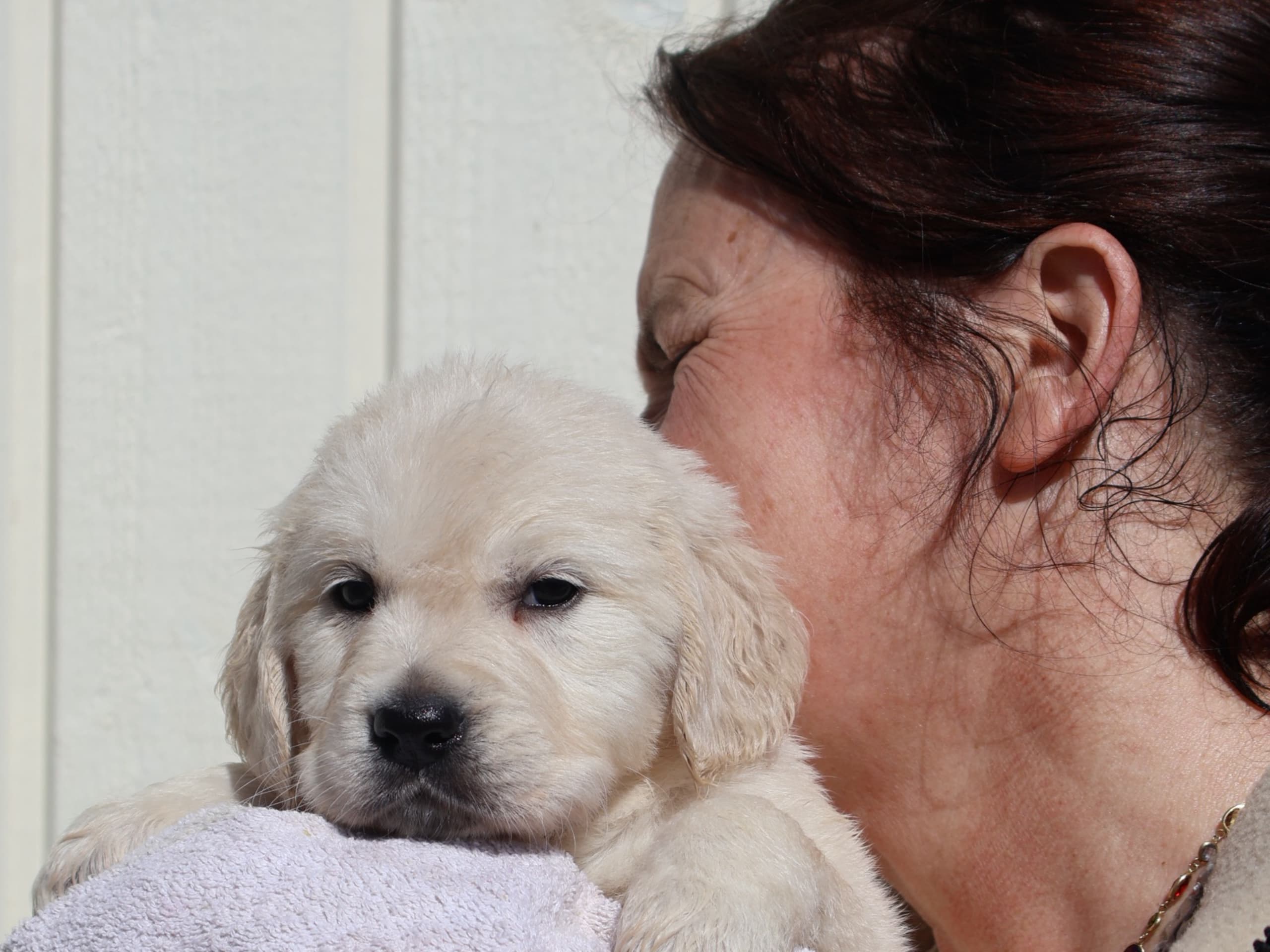 Golden Retriever · Tjällmo · Ekbergarn’s  kennel