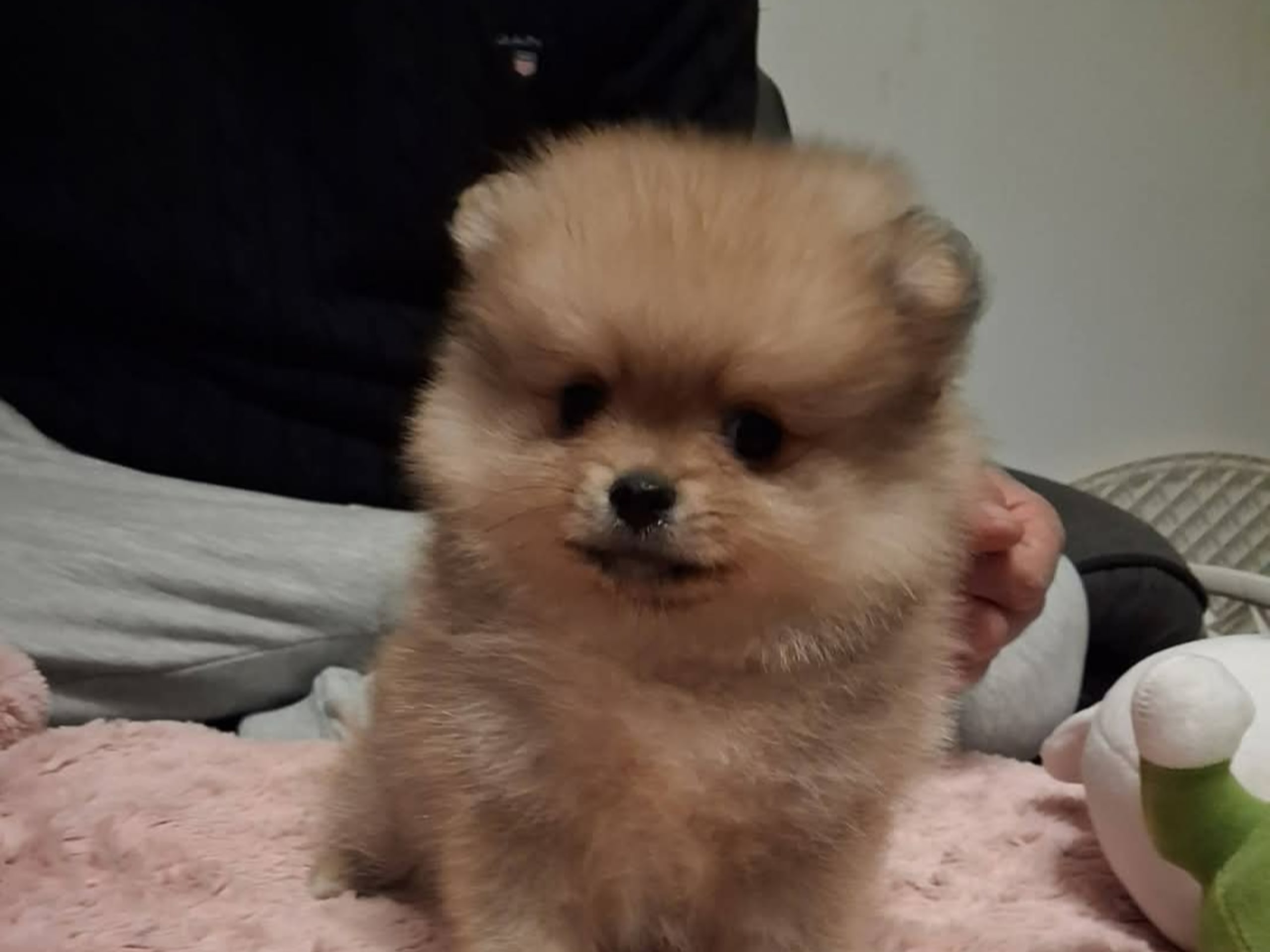 Pomeranian · Malmö · Bisera B.