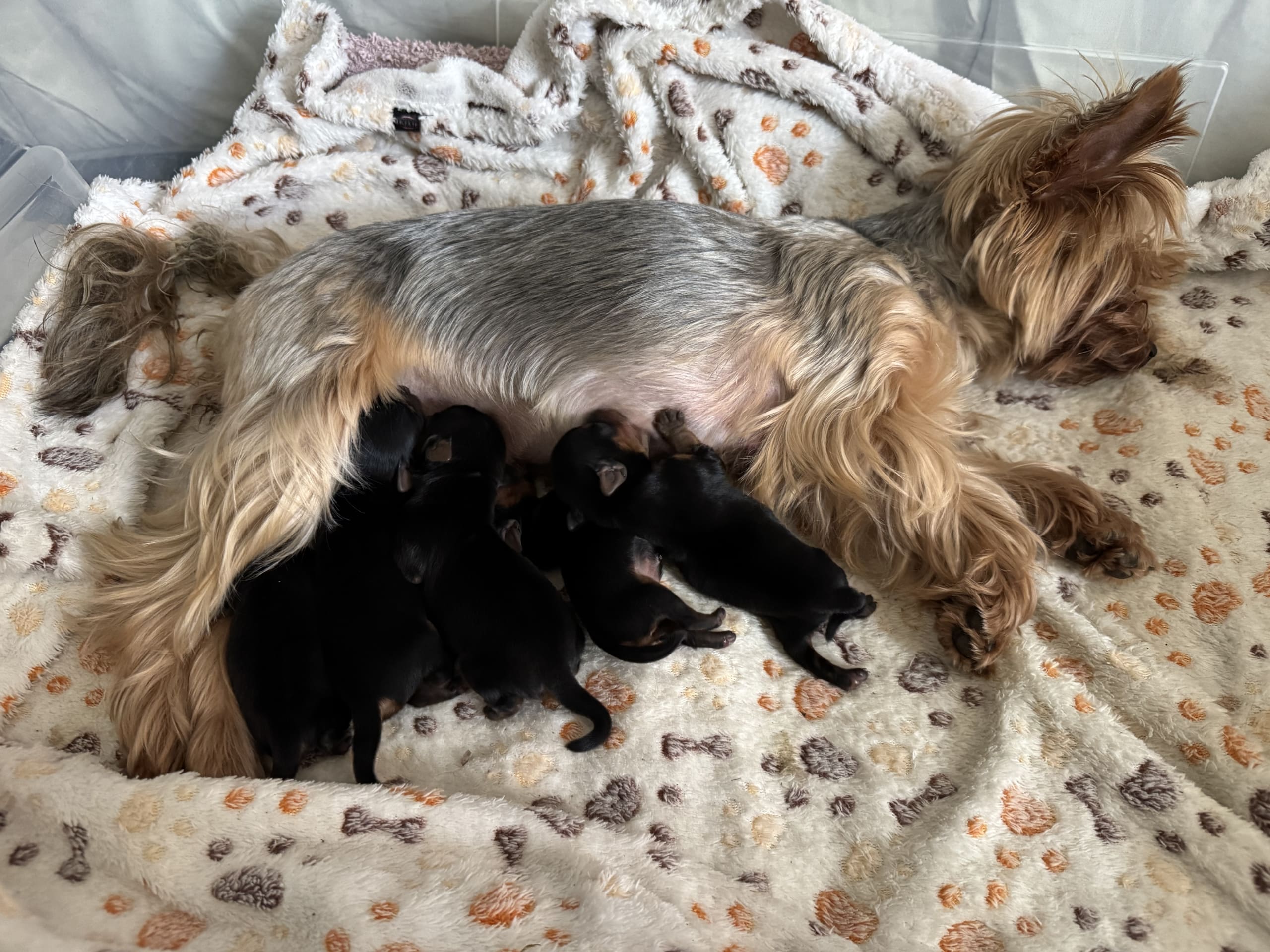 Yorkshire Terrier · Trosa · Sweet little Pollys