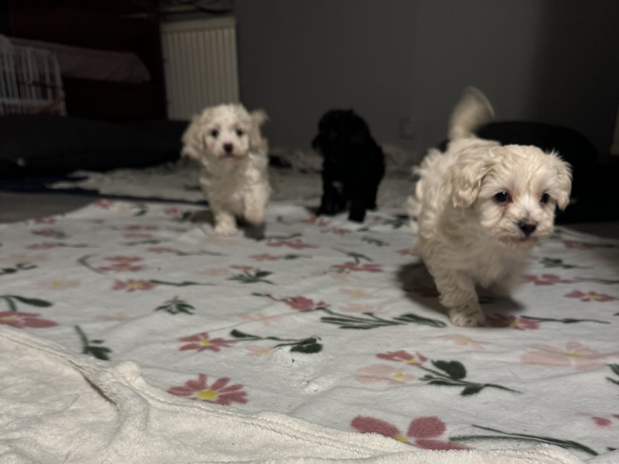 Maltipoo
