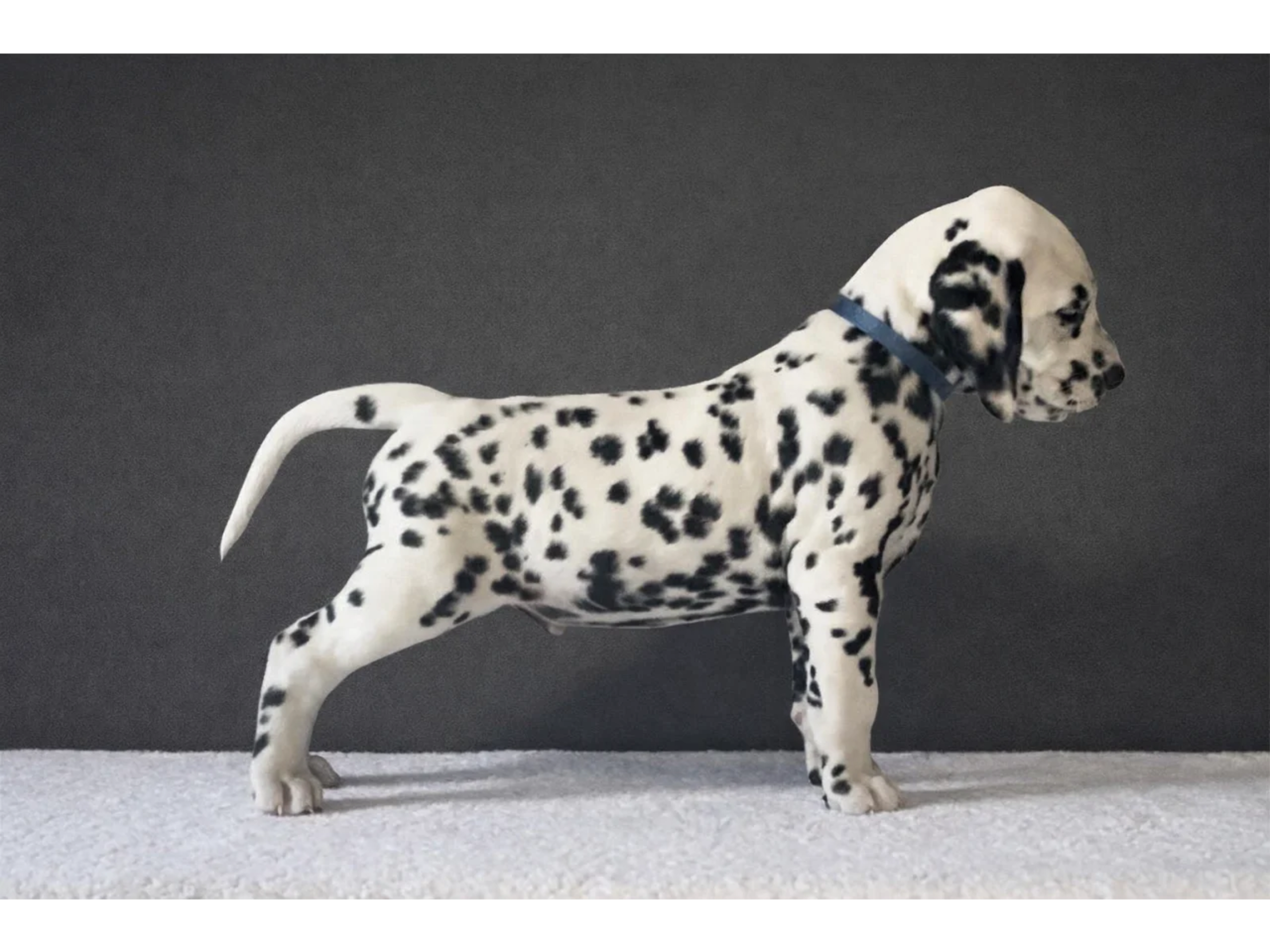 Dalmatian · Frekhaug · Kennel Shospot