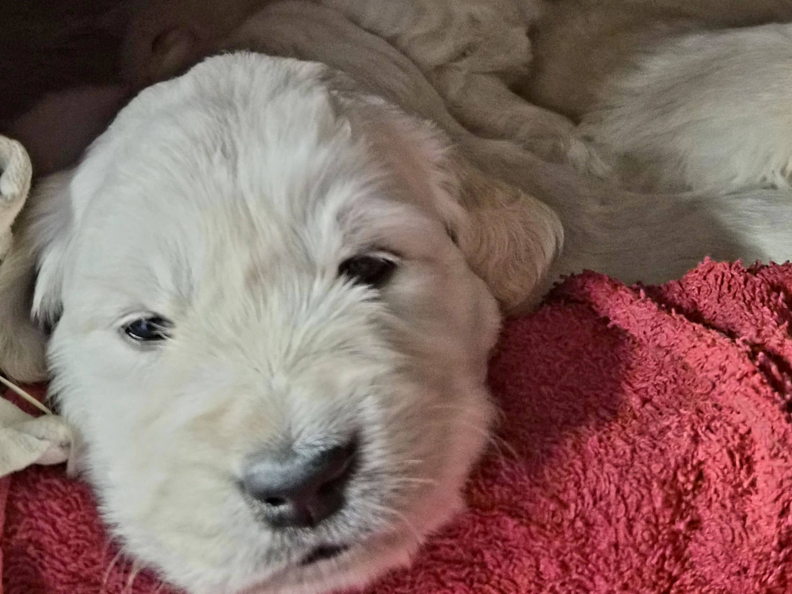 Golden retriever · Larv · Assartass