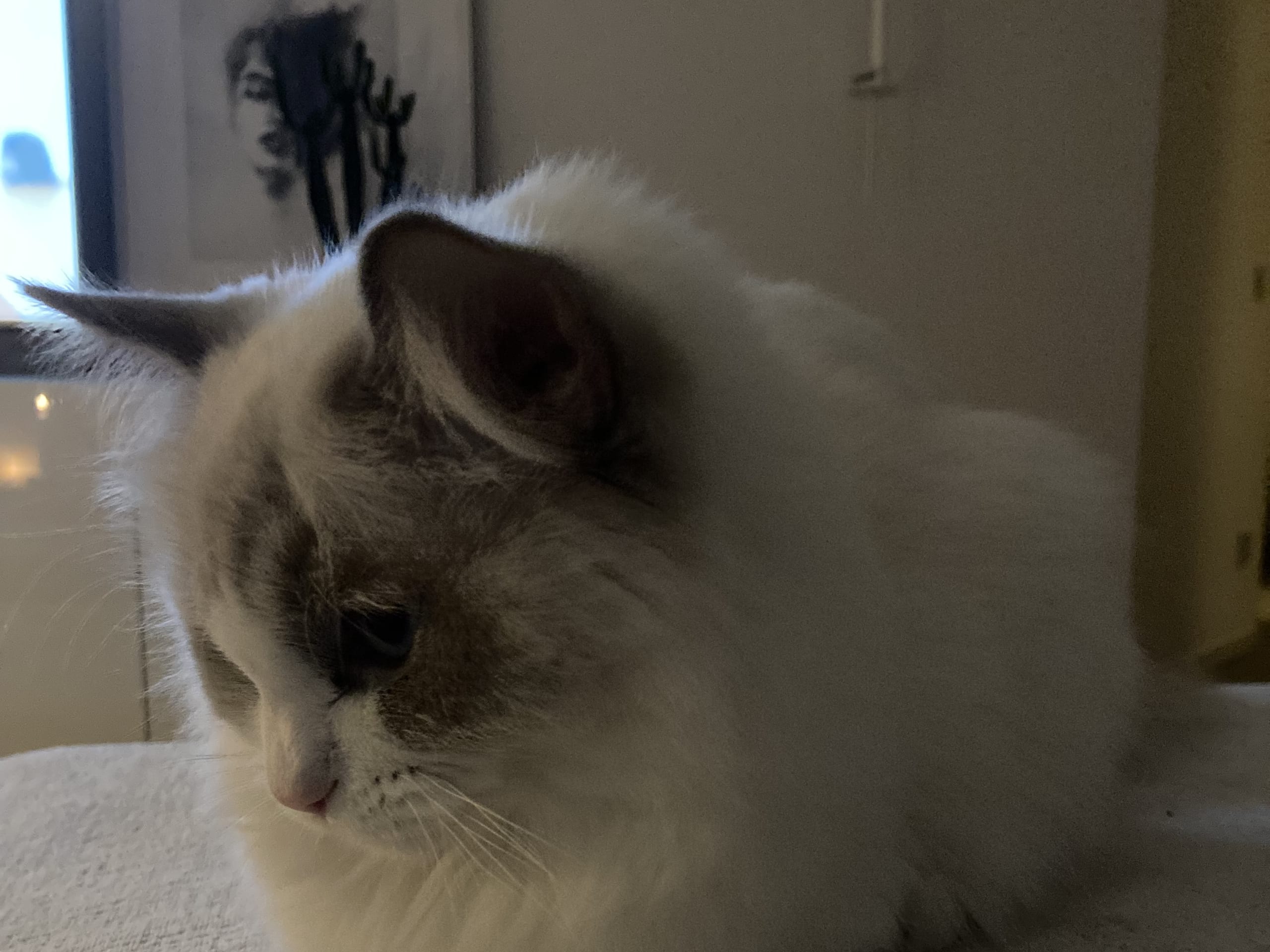 Ragdoll · Huskvarna · Josefina P.