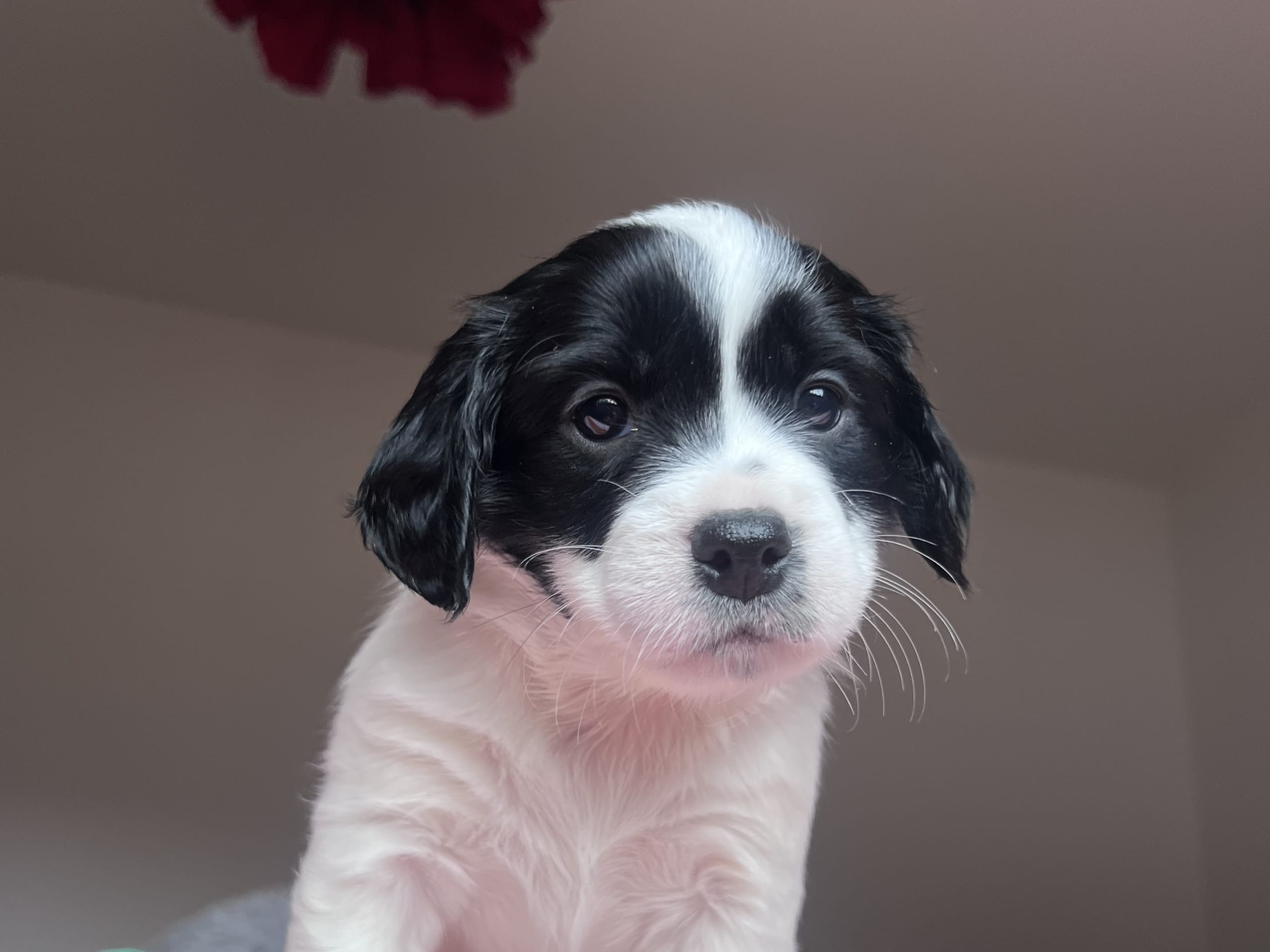 Cocker Jack · Motala · Elin F.