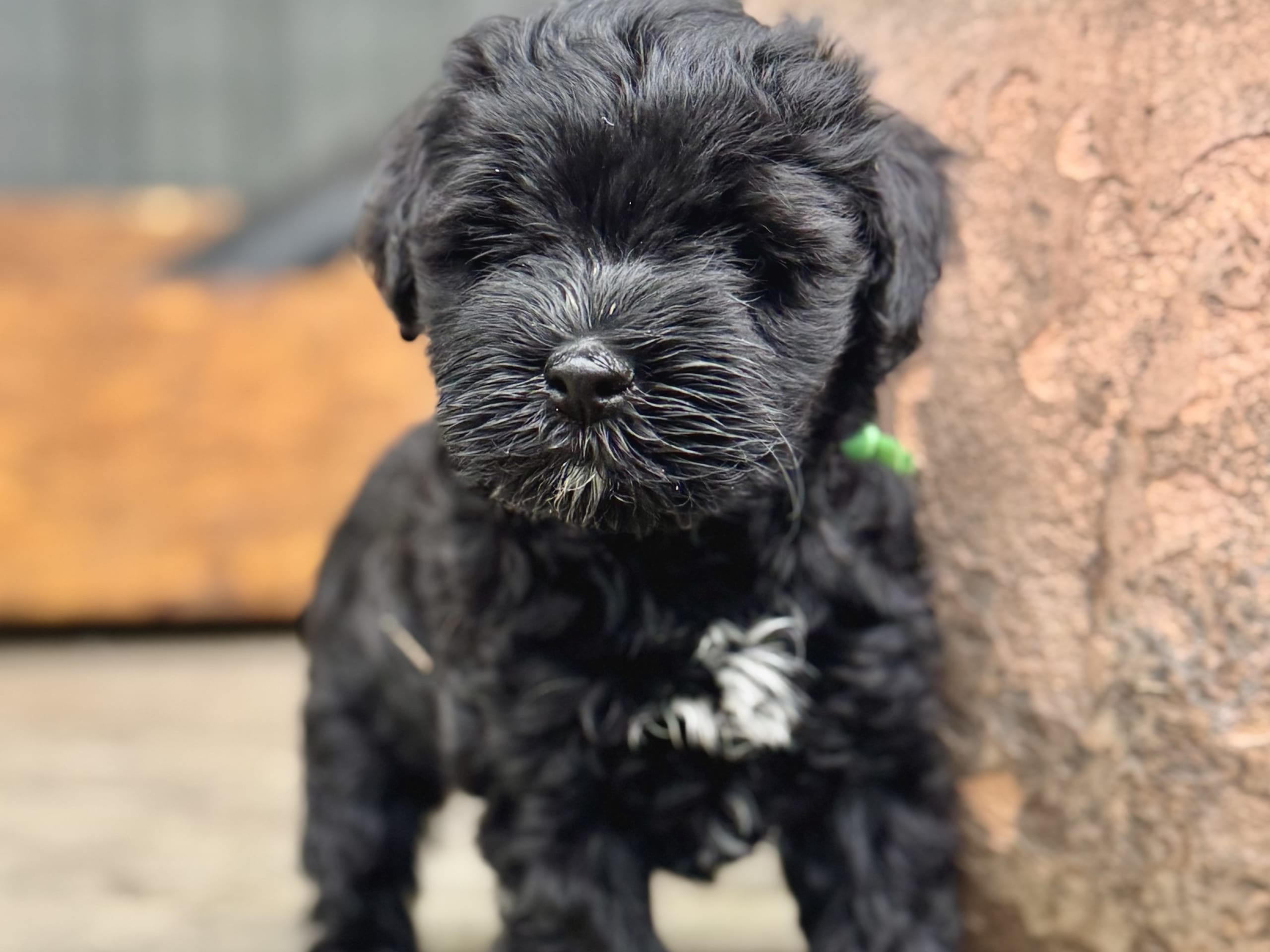 Tibetansk terrier · Skokloster · Solstickans