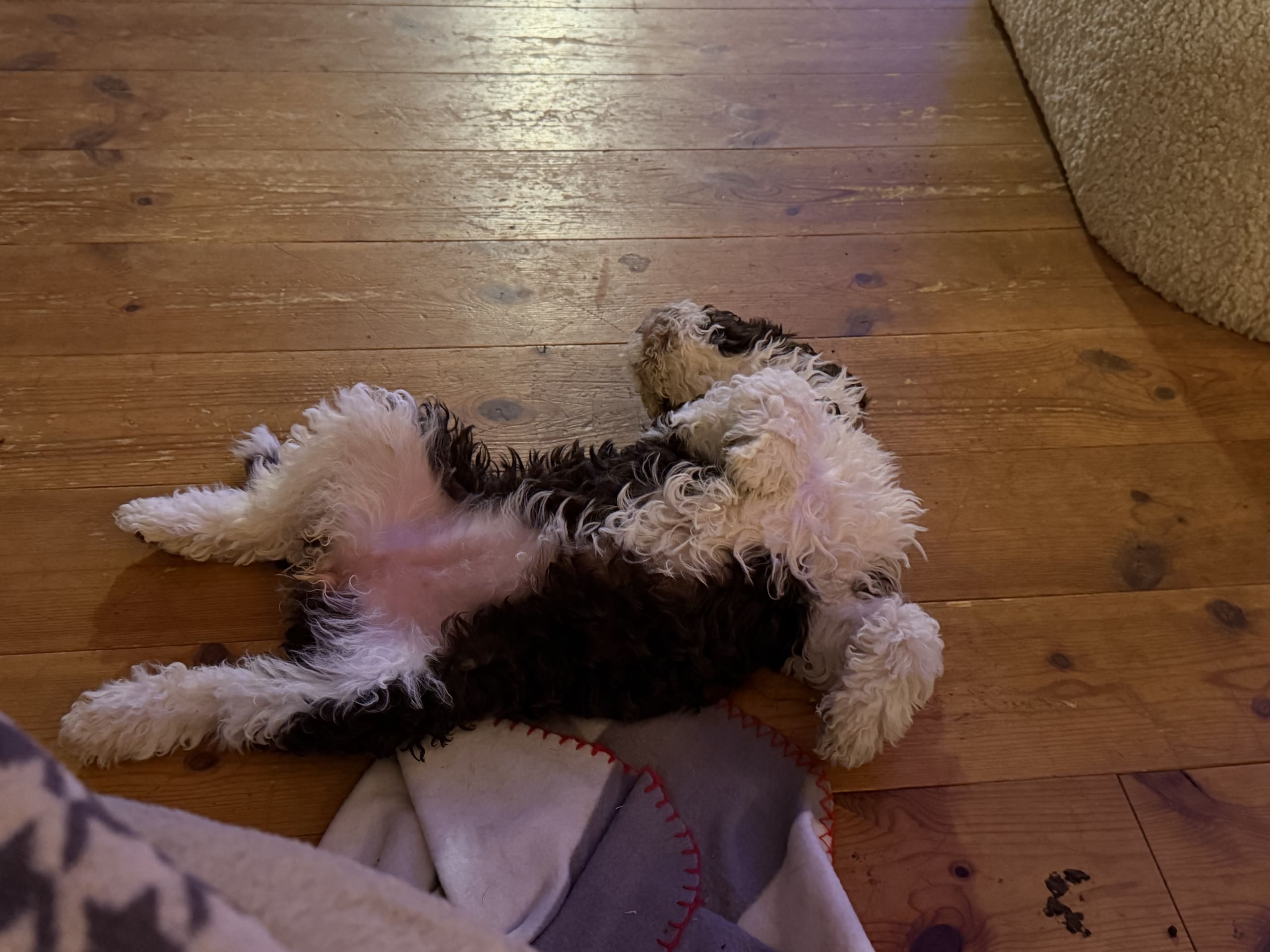Spanish Water Dog (Perro de Agua Espanol)