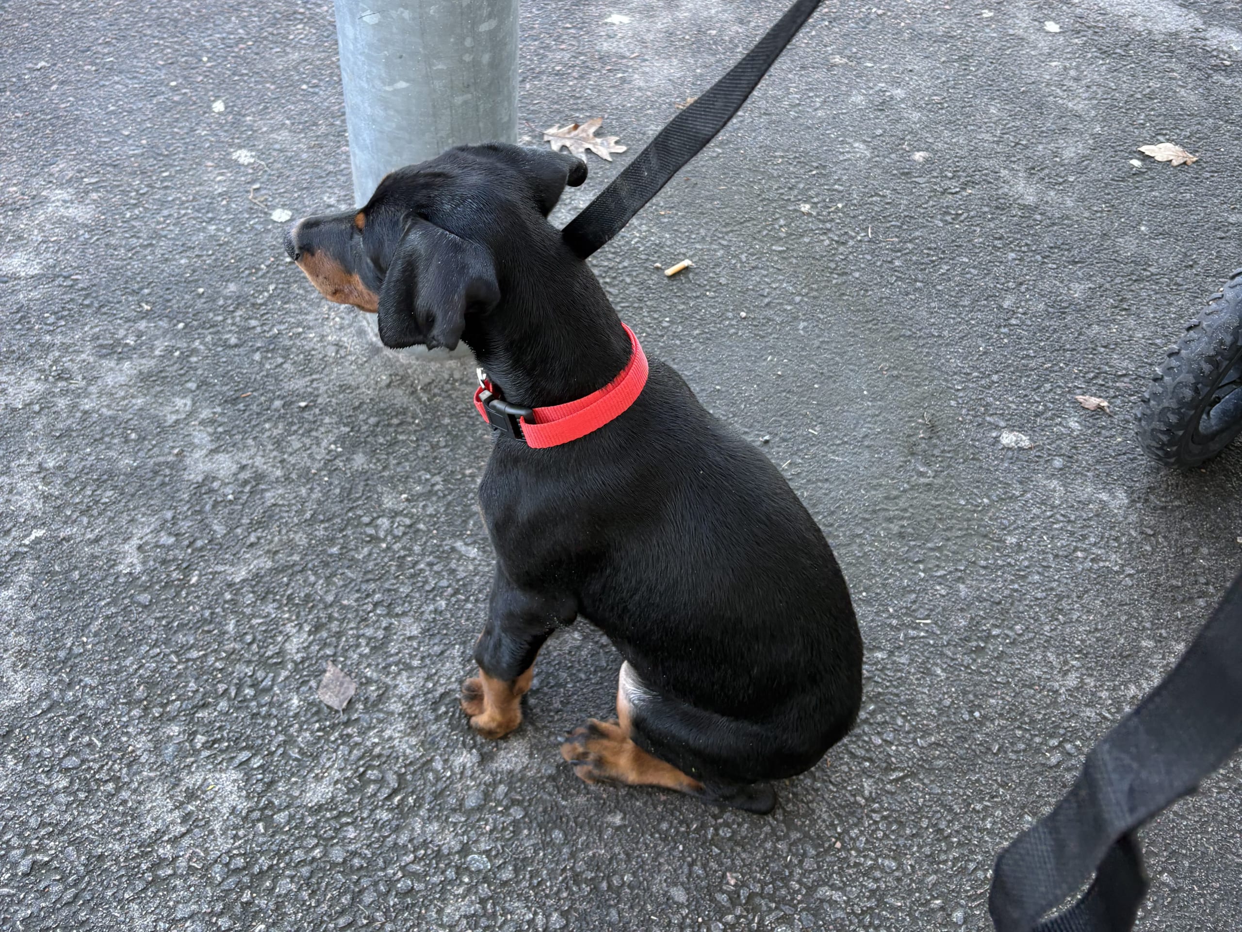 Dobermann