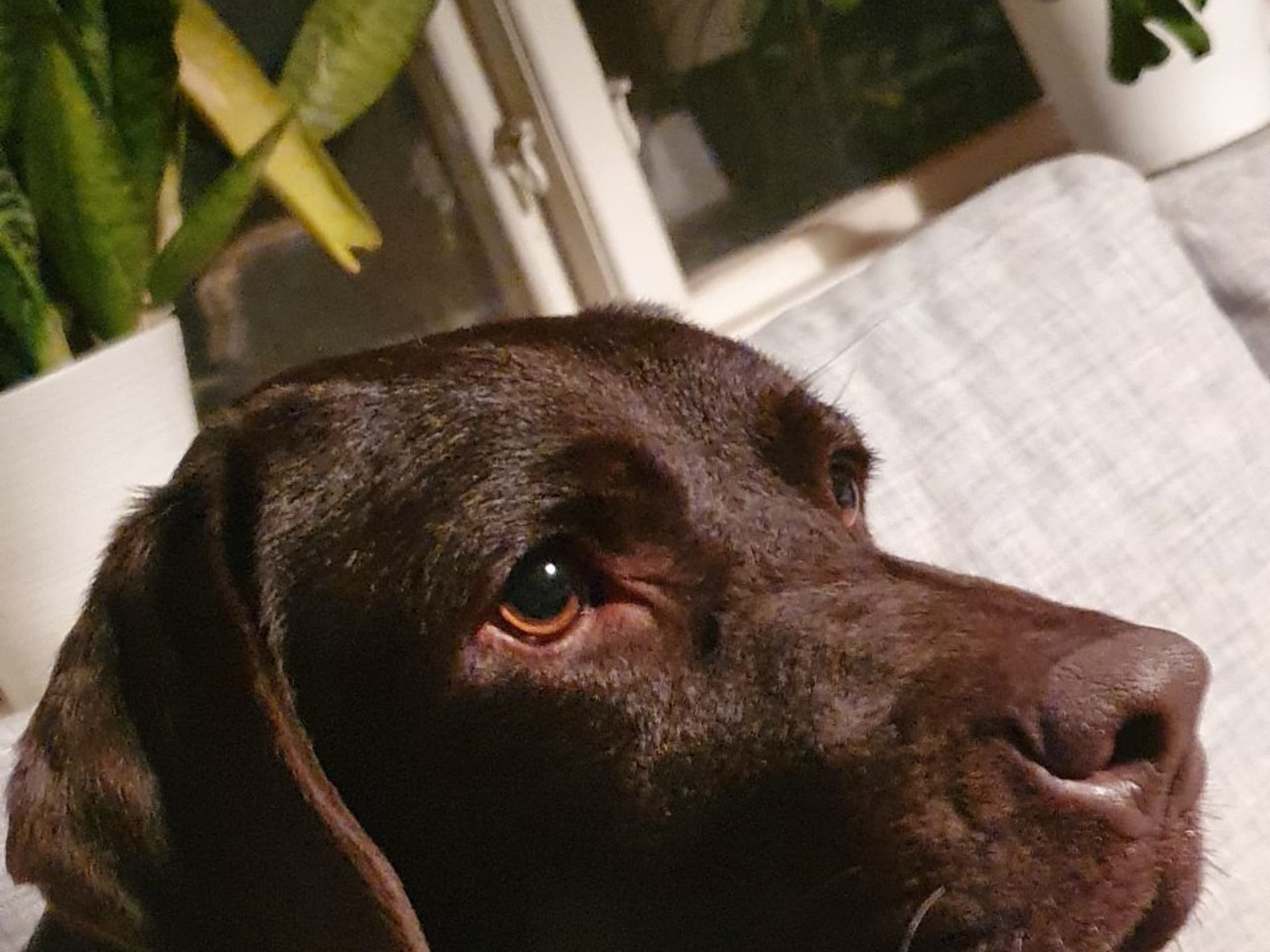 Labrador Retriever · Kågeröd · Johan F.