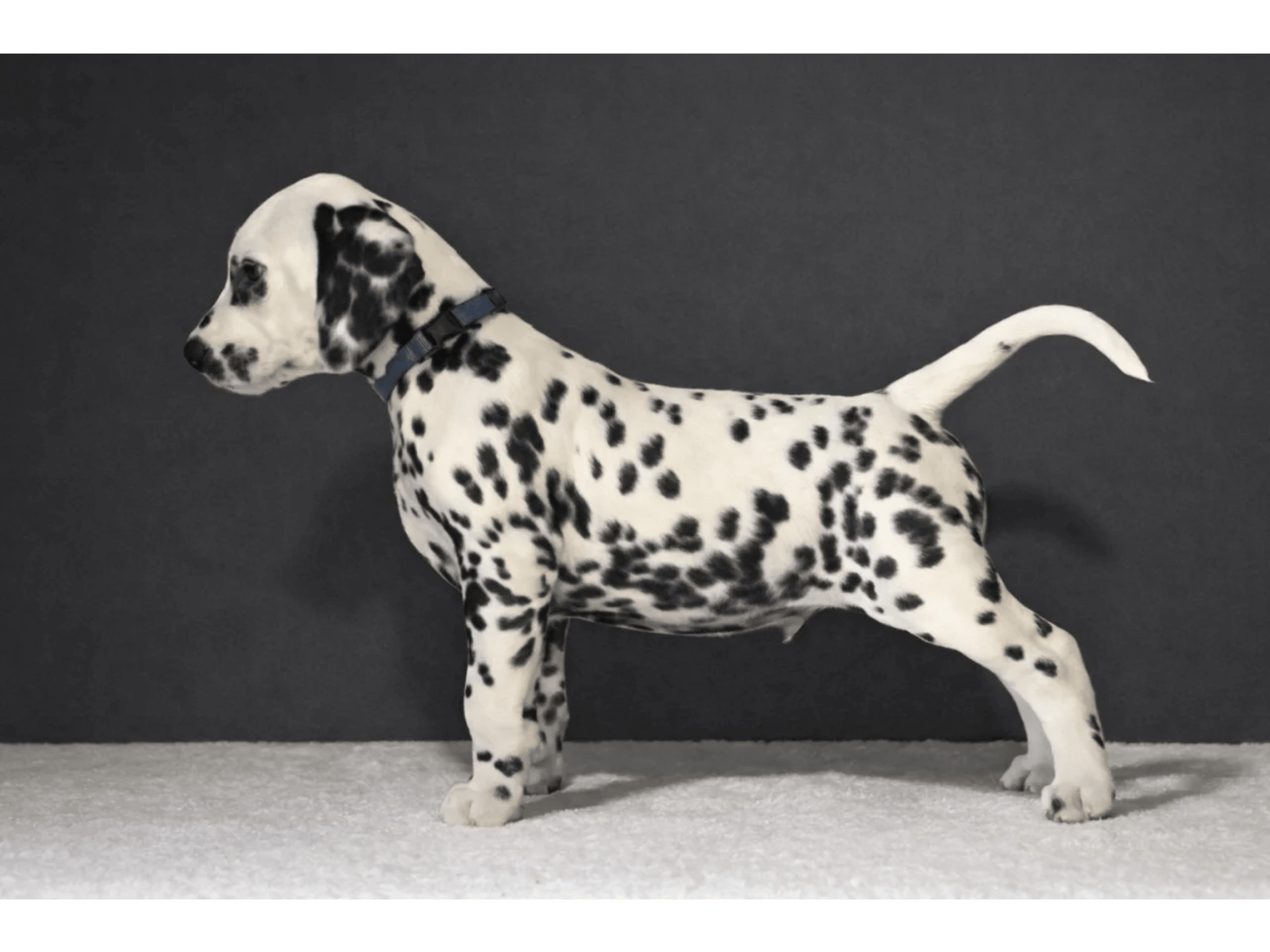 Dalmatian · Frekhaug · Kennel Shospot