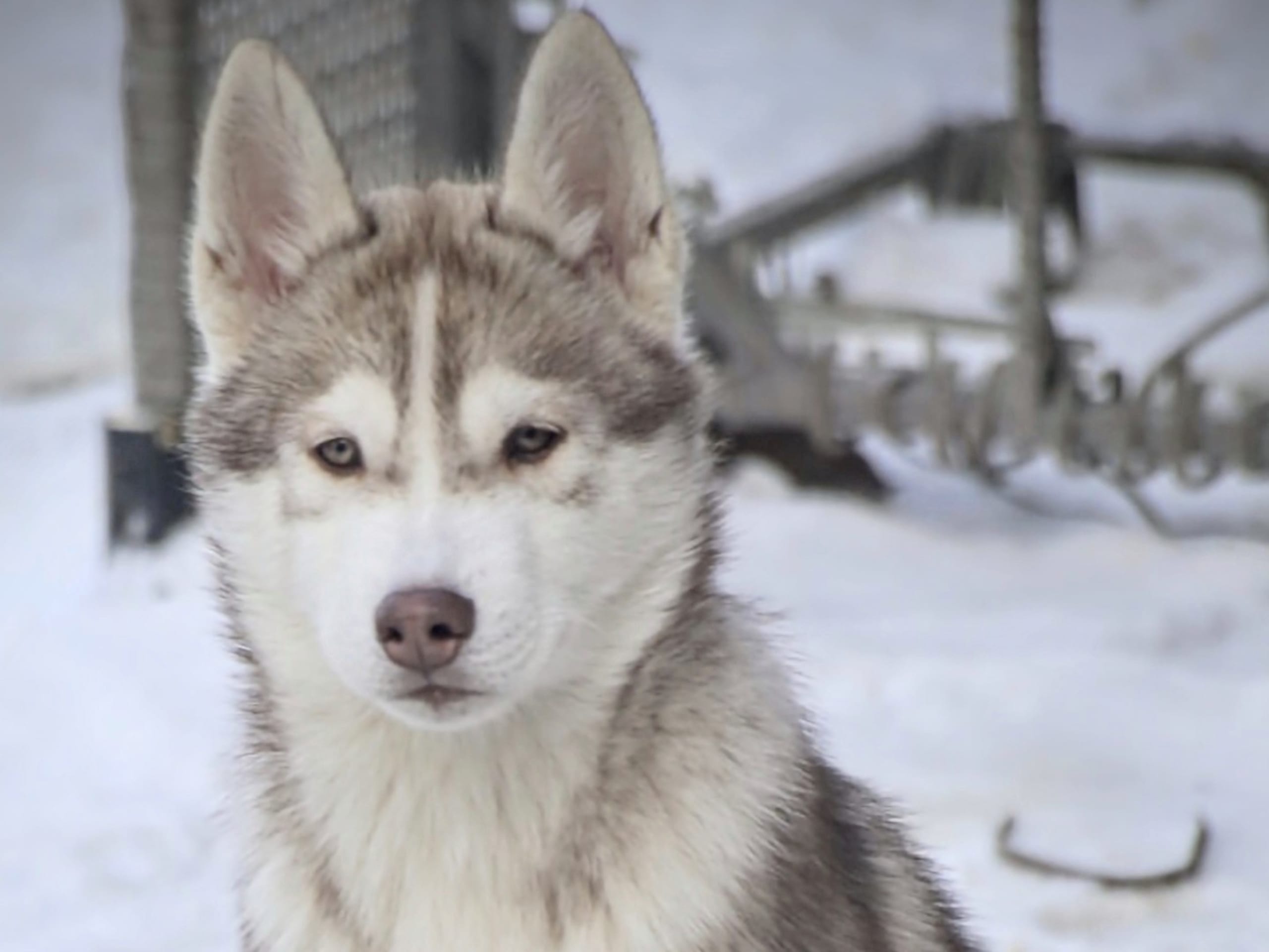 Siberian Husky