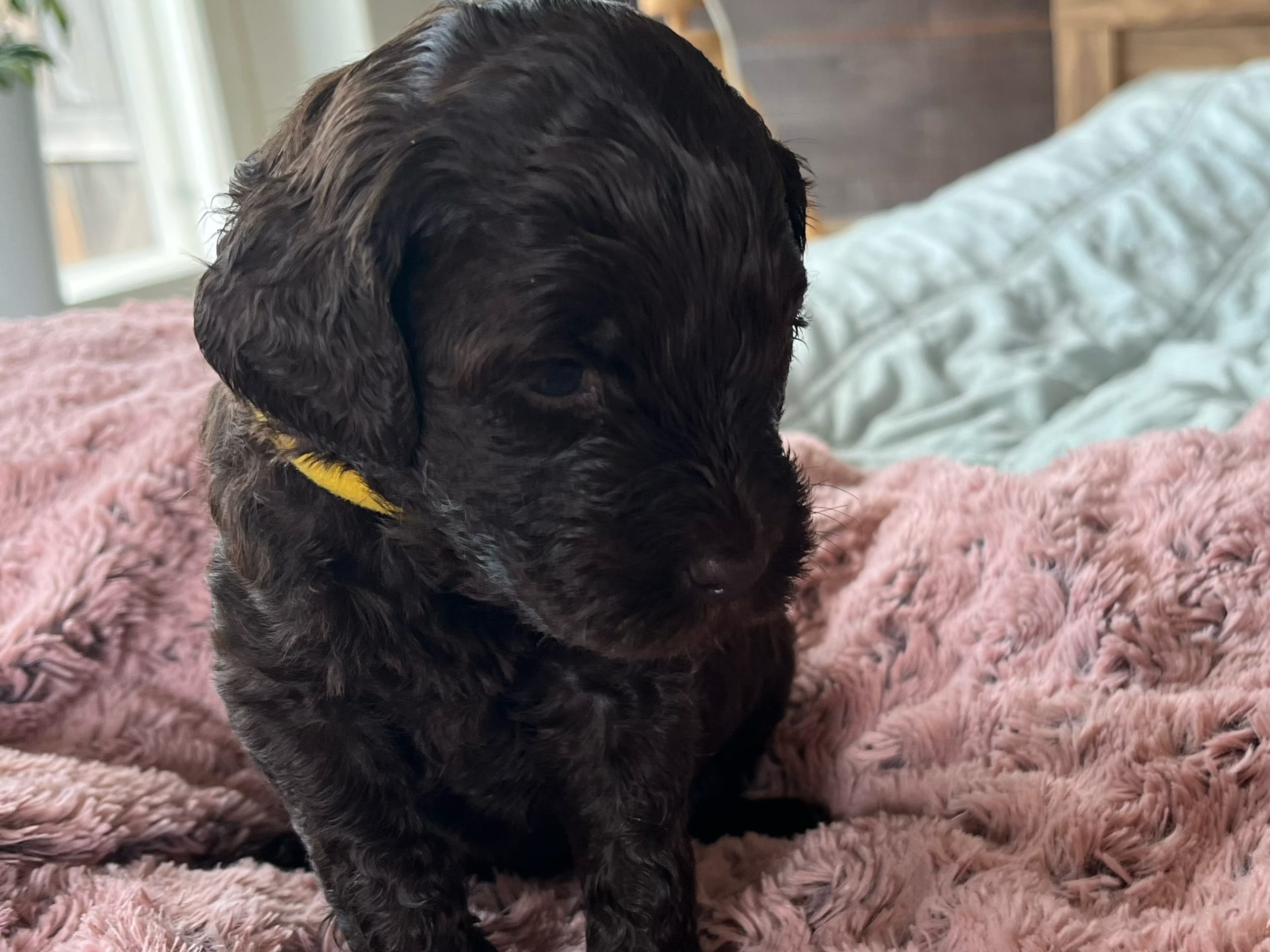 Mulltigenerations Labradoodle · Höör · Estersdoodlar