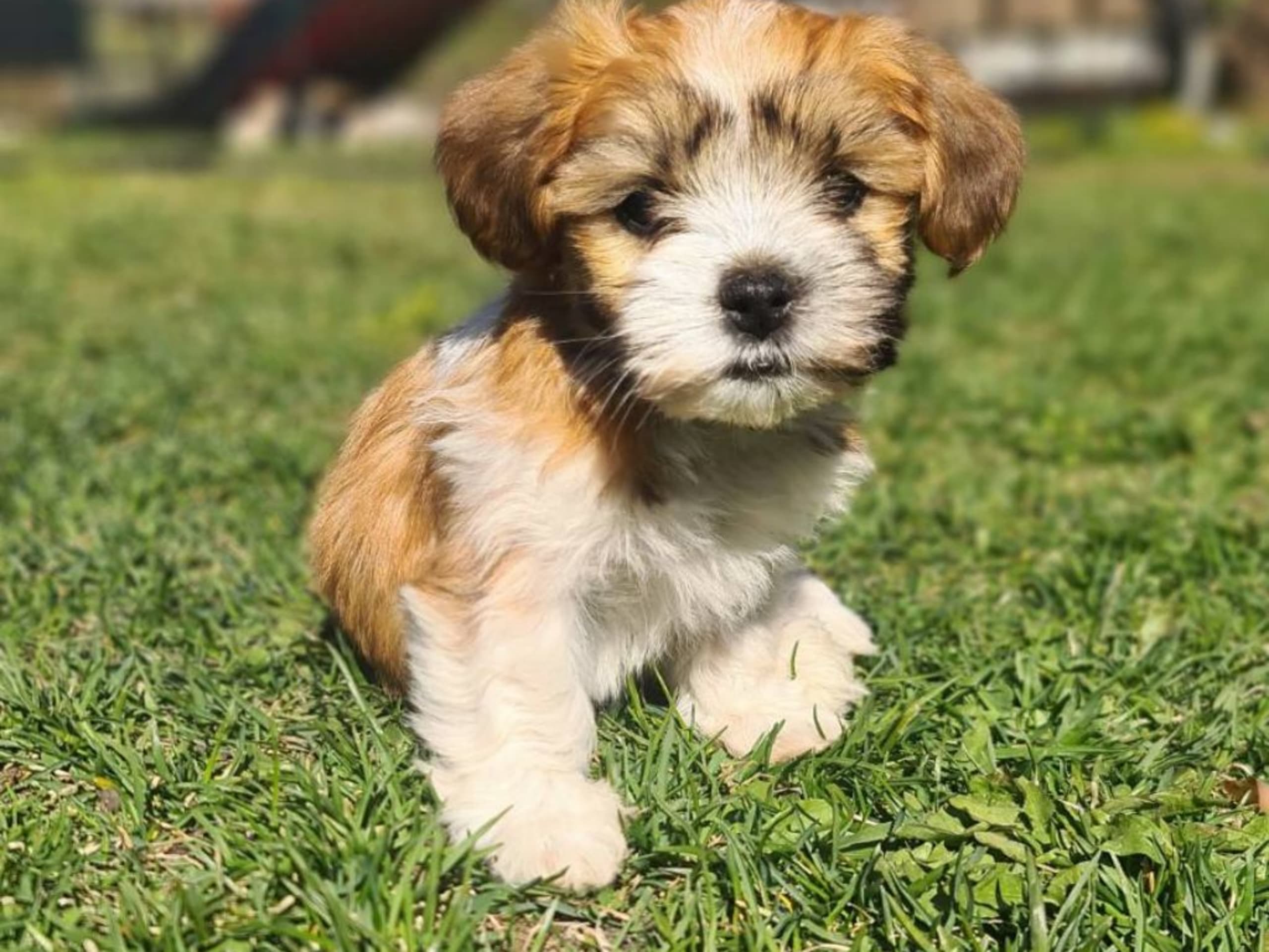 Blandras Bichon havanais(pappa)/lhasa apso/jackrussel (mamma) · älvkarleby · Nybo