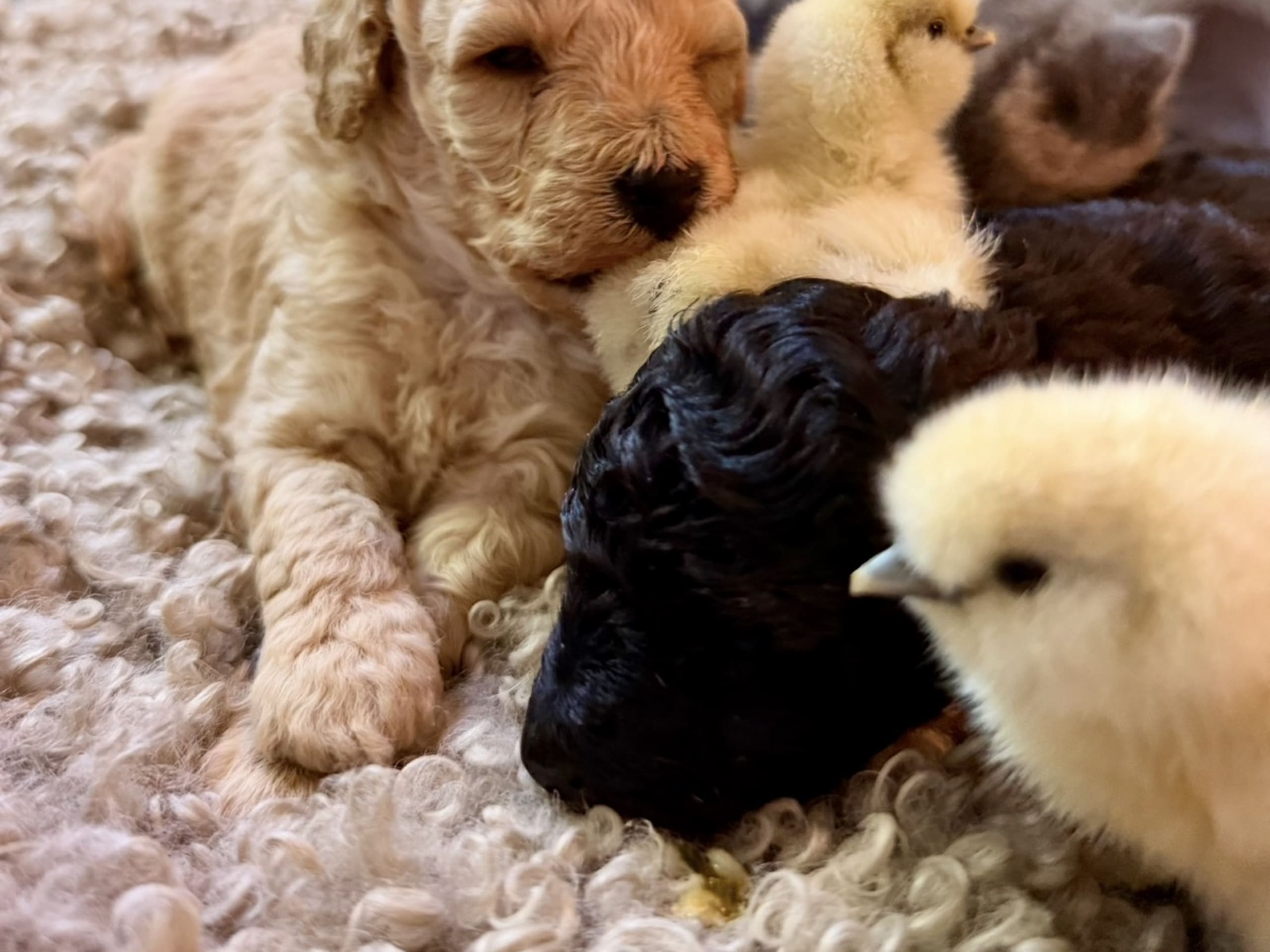 Miniature Poodle · Hörby · Lina H.